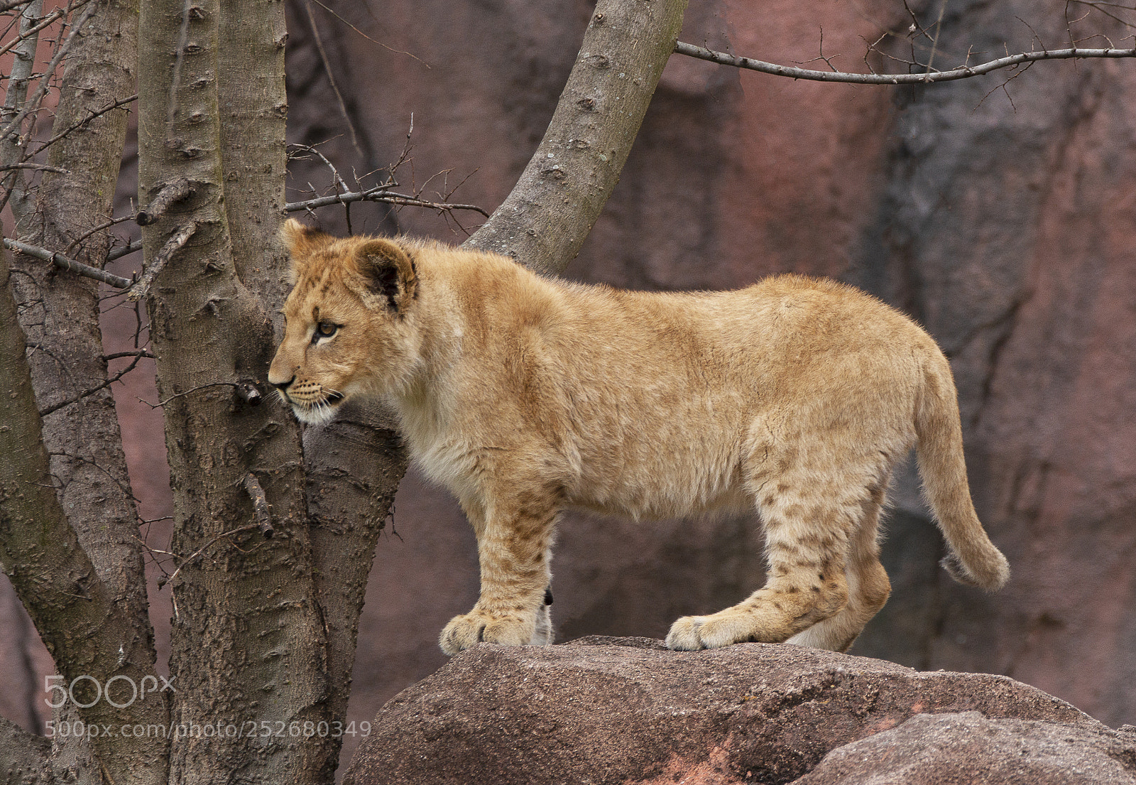 Canon EOS 70D sample photo. Future king photography
