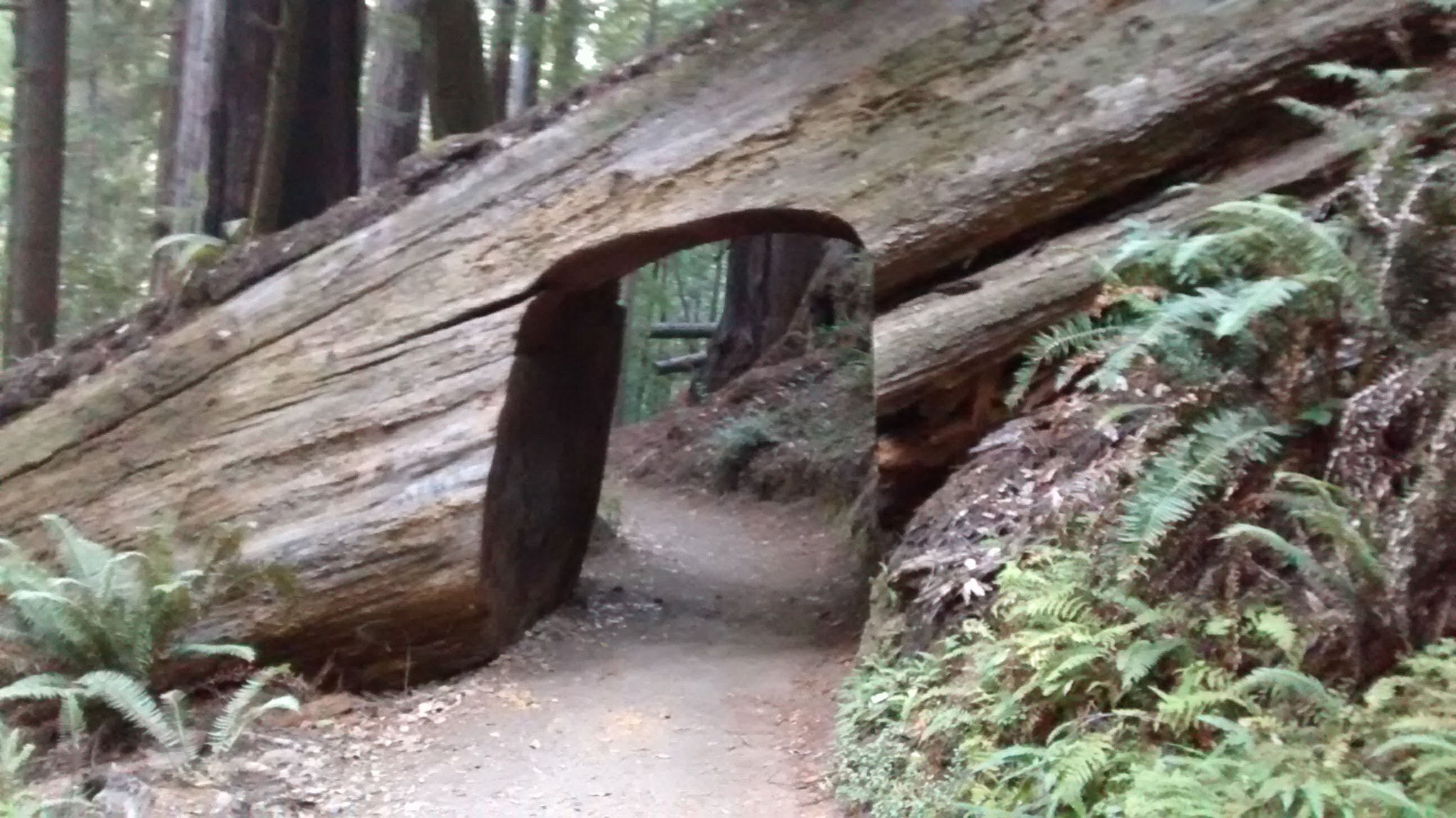 Motorola Moto E (1st Gen) sample photo. Redwood trail photography