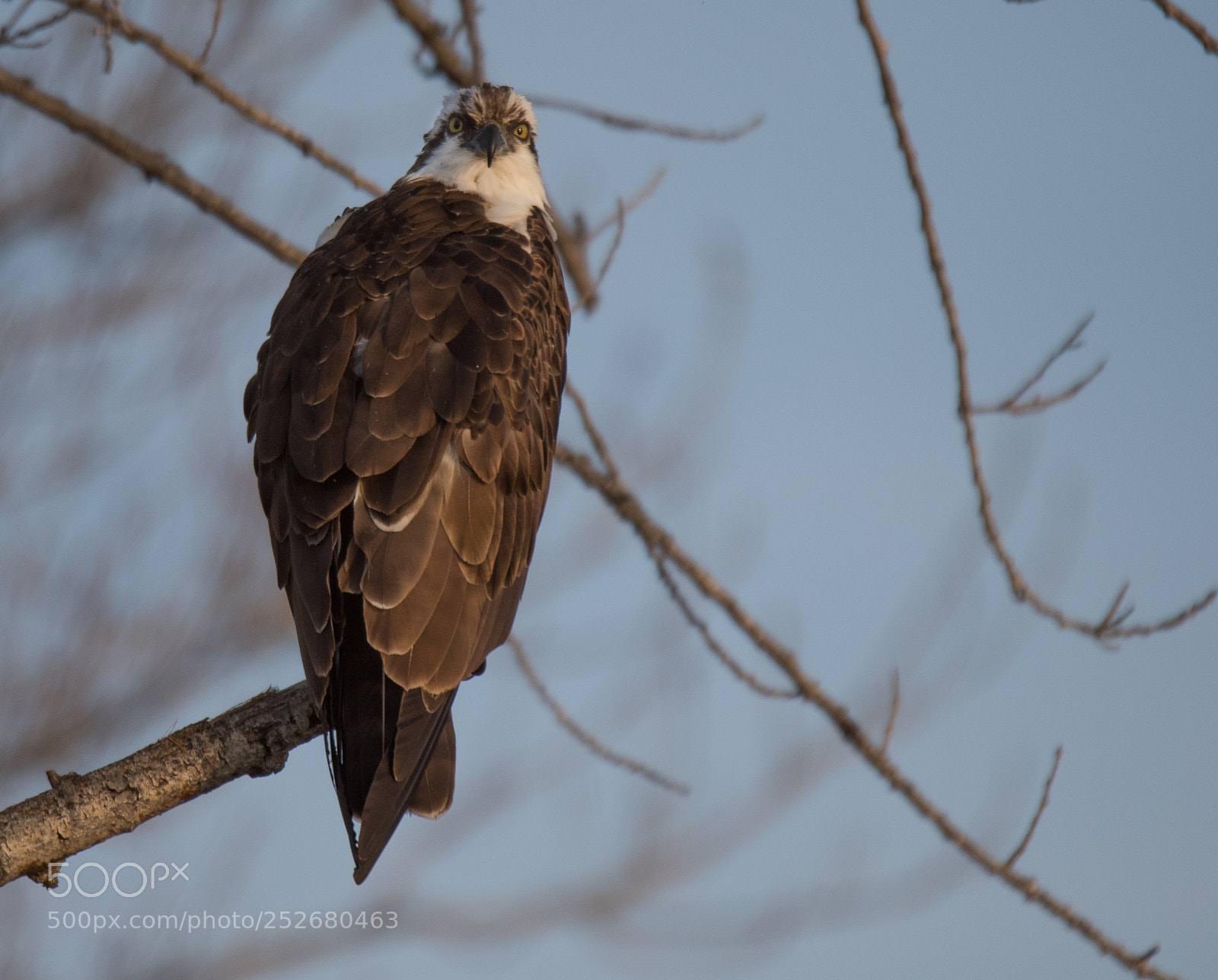 Nikon D810 sample photo. Osprey at sepulveda basin photography