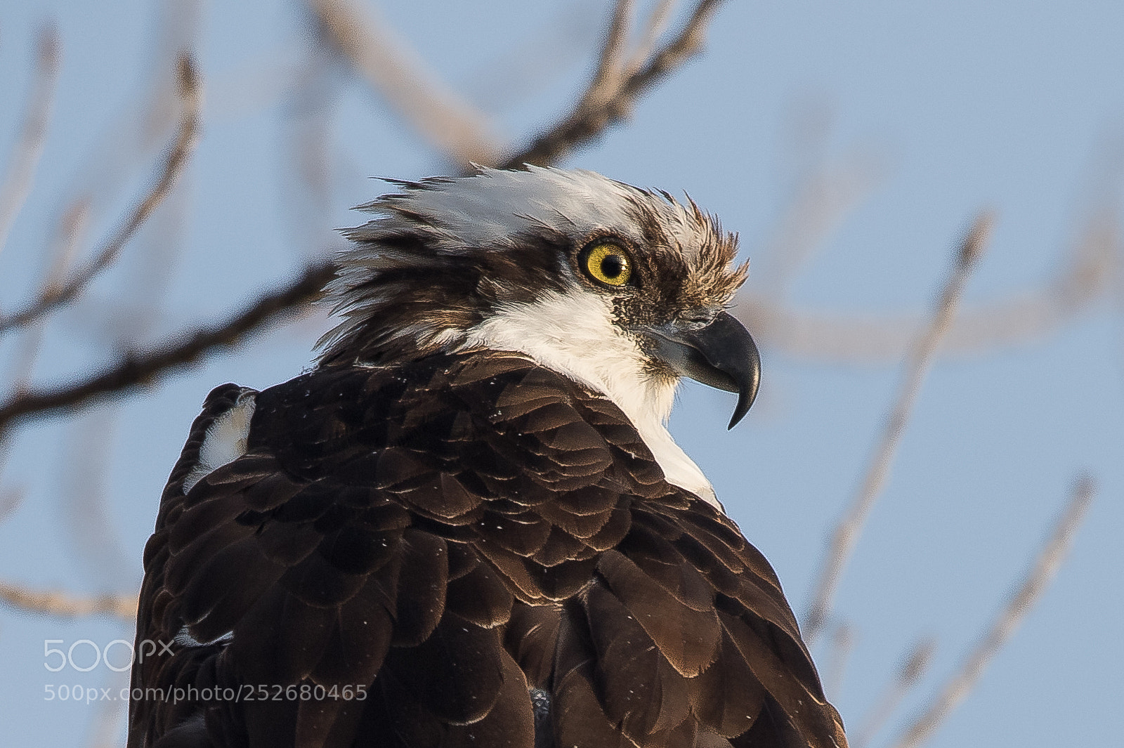 Nikon D810 sample photo. Osprey at sepulveda basin photography