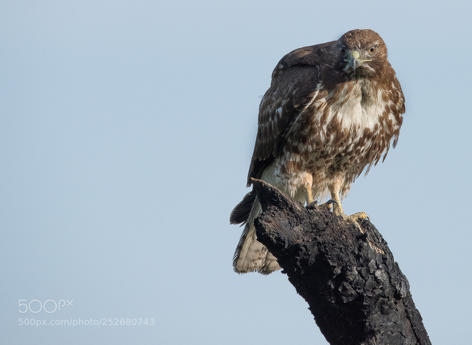 Nikon D810 sample photo. Red tail hawk -1 photography
