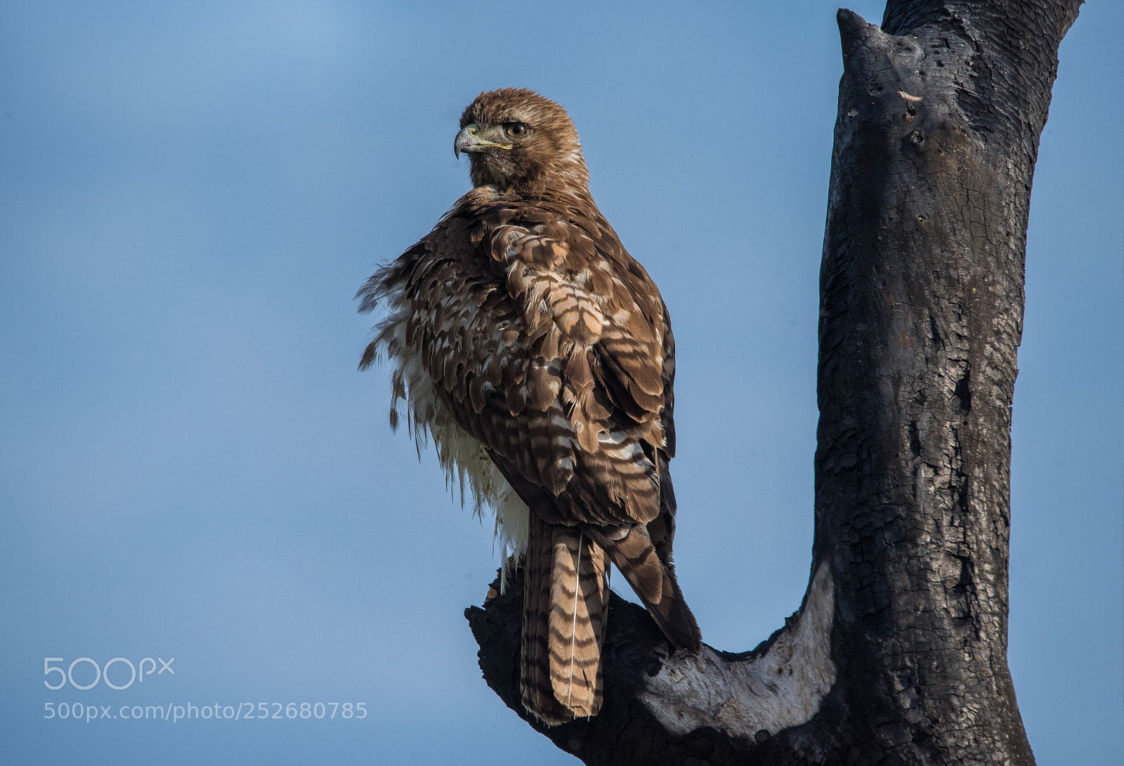 Nikon D810 sample photo. Red tail hawk -4 photography