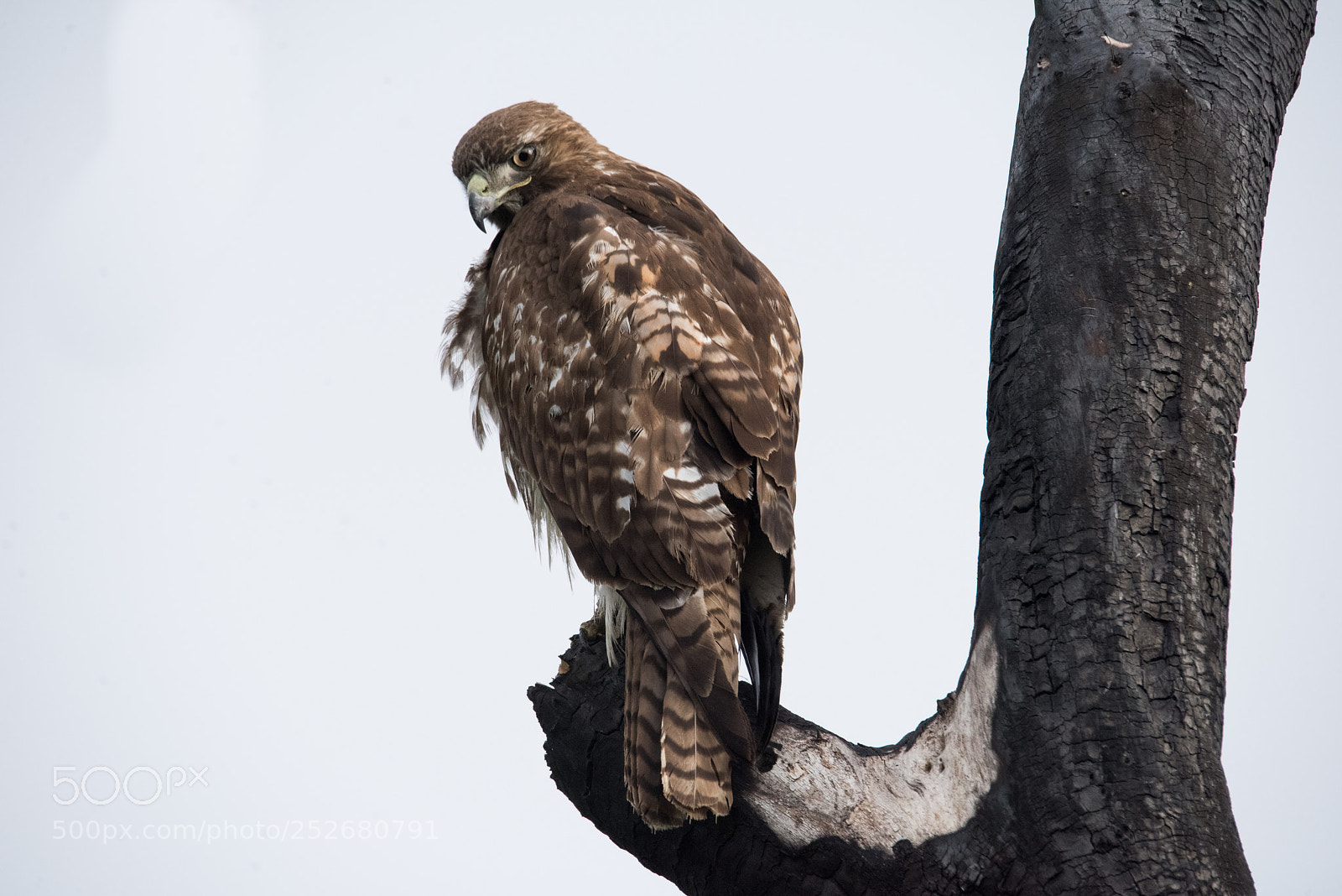 Nikon D810 sample photo. Red tail hawk -5 photography
