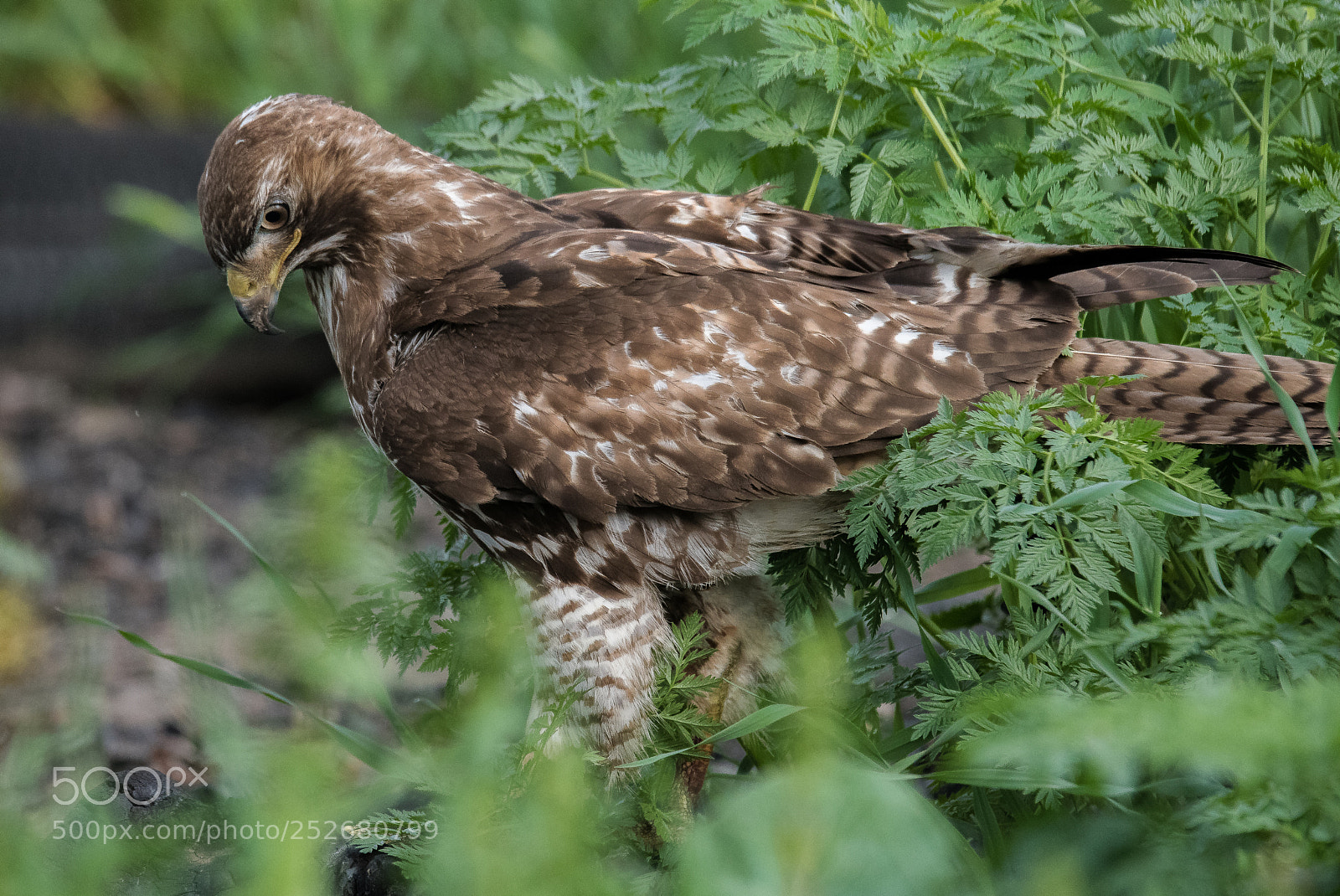 Nikon D810 sample photo. Red tail hawk -6 photography