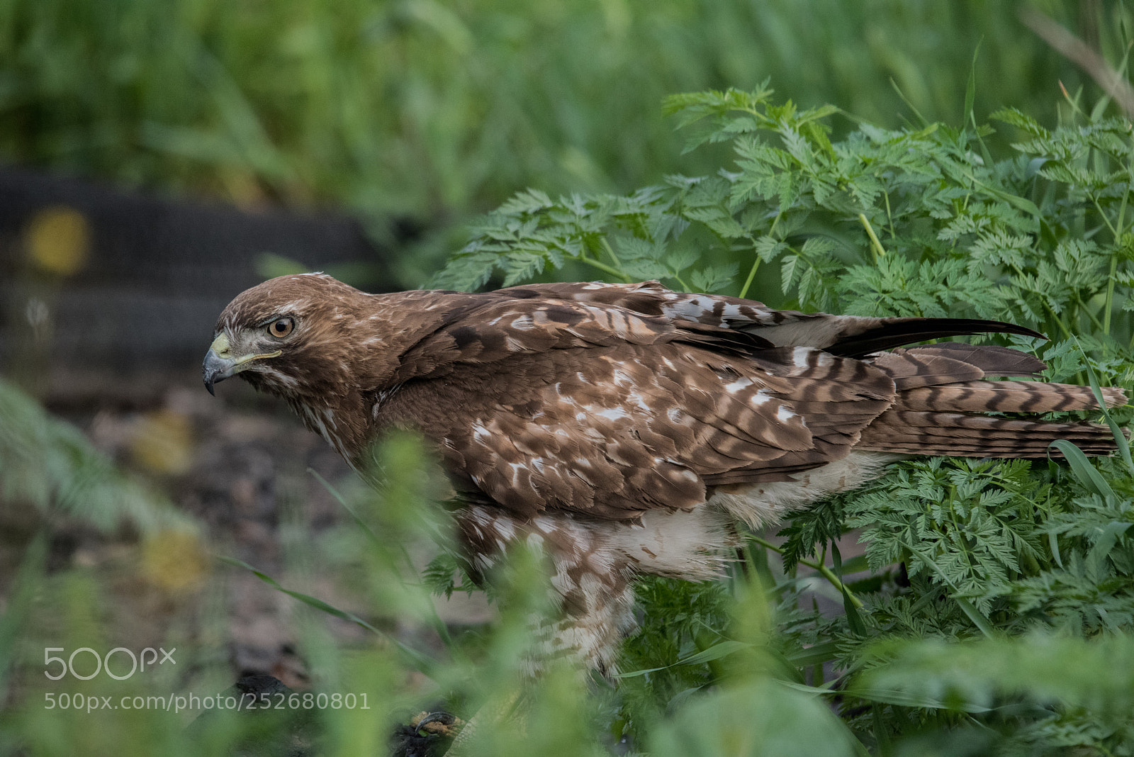 Nikon D810 sample photo. Red tail hawk -7 photography