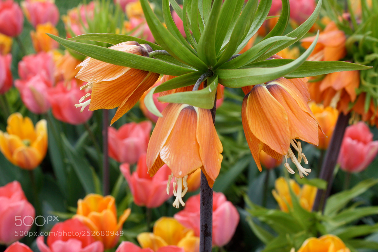 Canon EOS 1000D (EOS Digital Rebel XS / EOS Kiss F) sample photo. Spring flowers photography