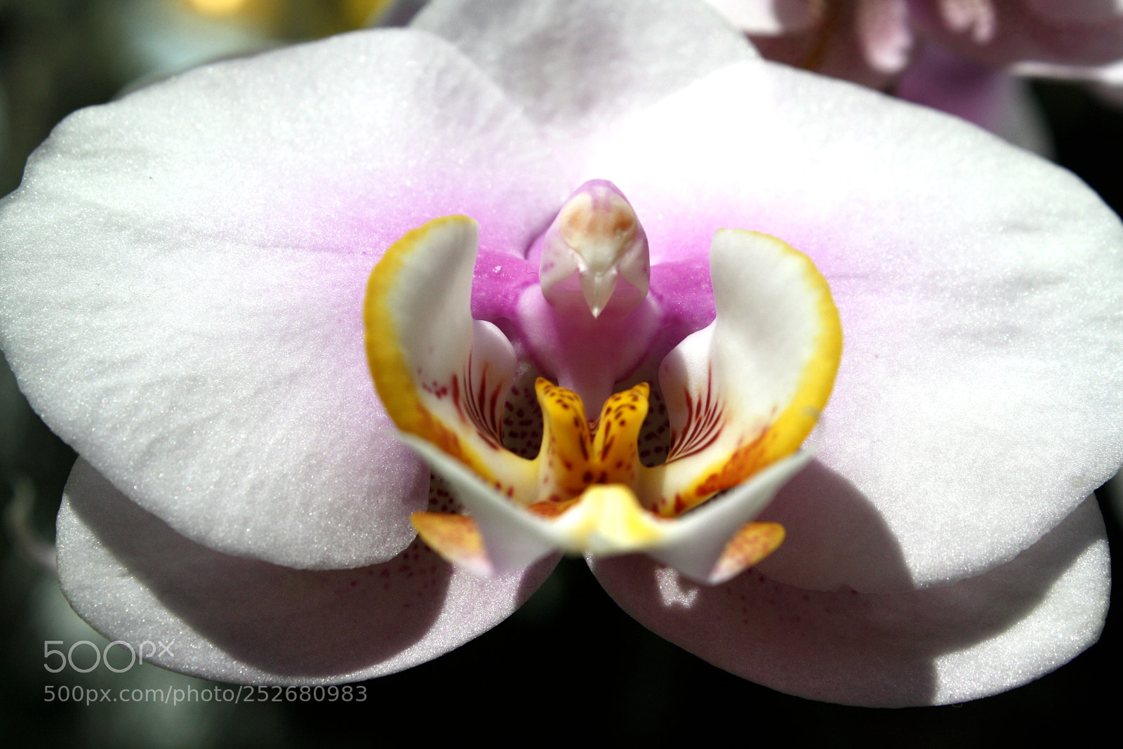 Canon EOS 1000D (EOS Digital Rebel XS / EOS Kiss F) sample photo. Winter orchid photography