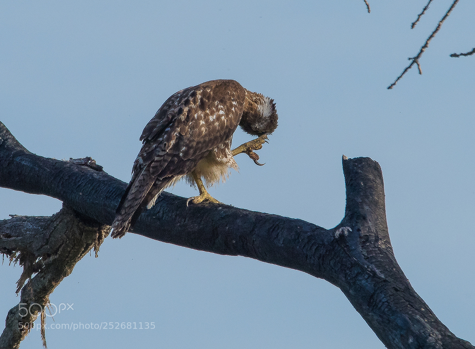 Nikon D810 sample photo. Red tail hawk -8 photography