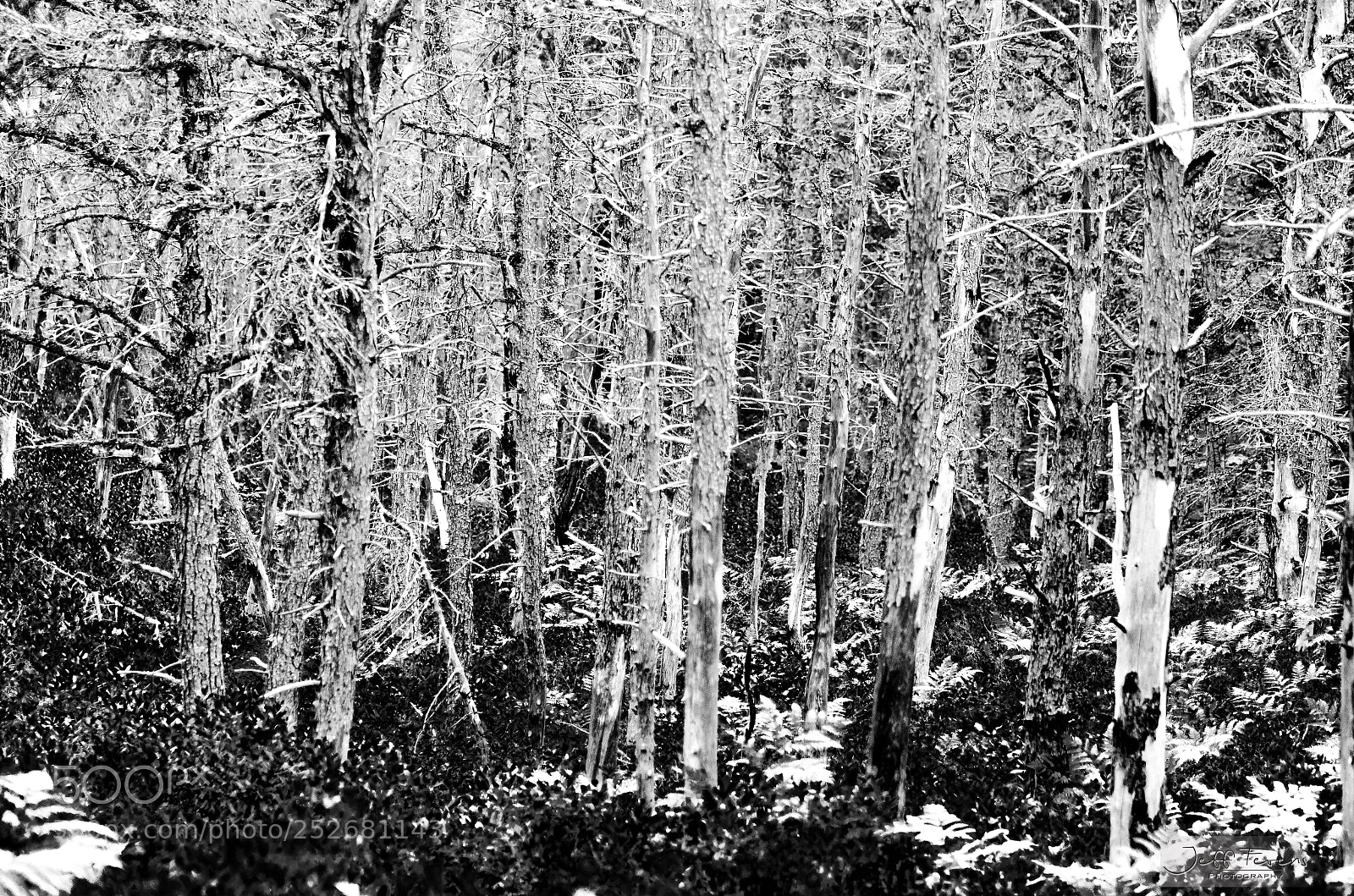 Nikon D7000 sample photo. Dead wood photography