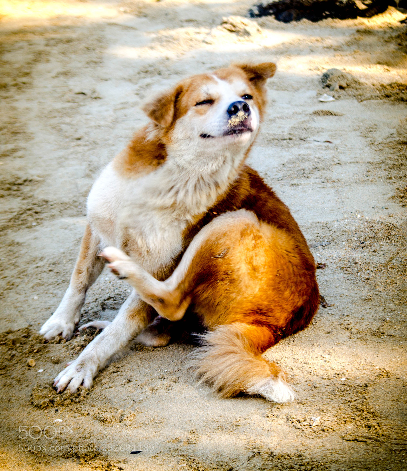 Nikon D5100 sample photo. Dog pose photography