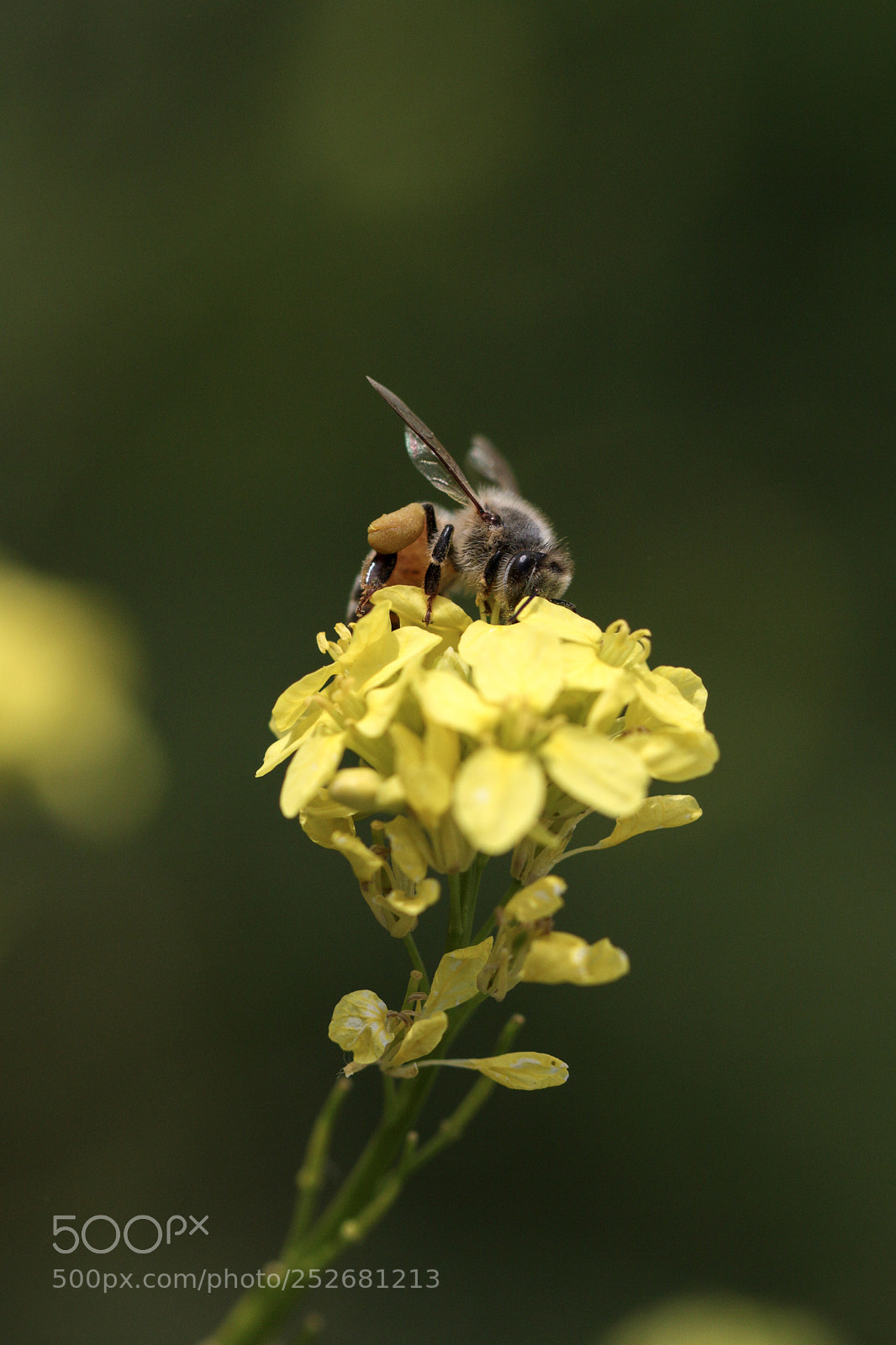 Canon EOS 70D sample photo. Untitled photography