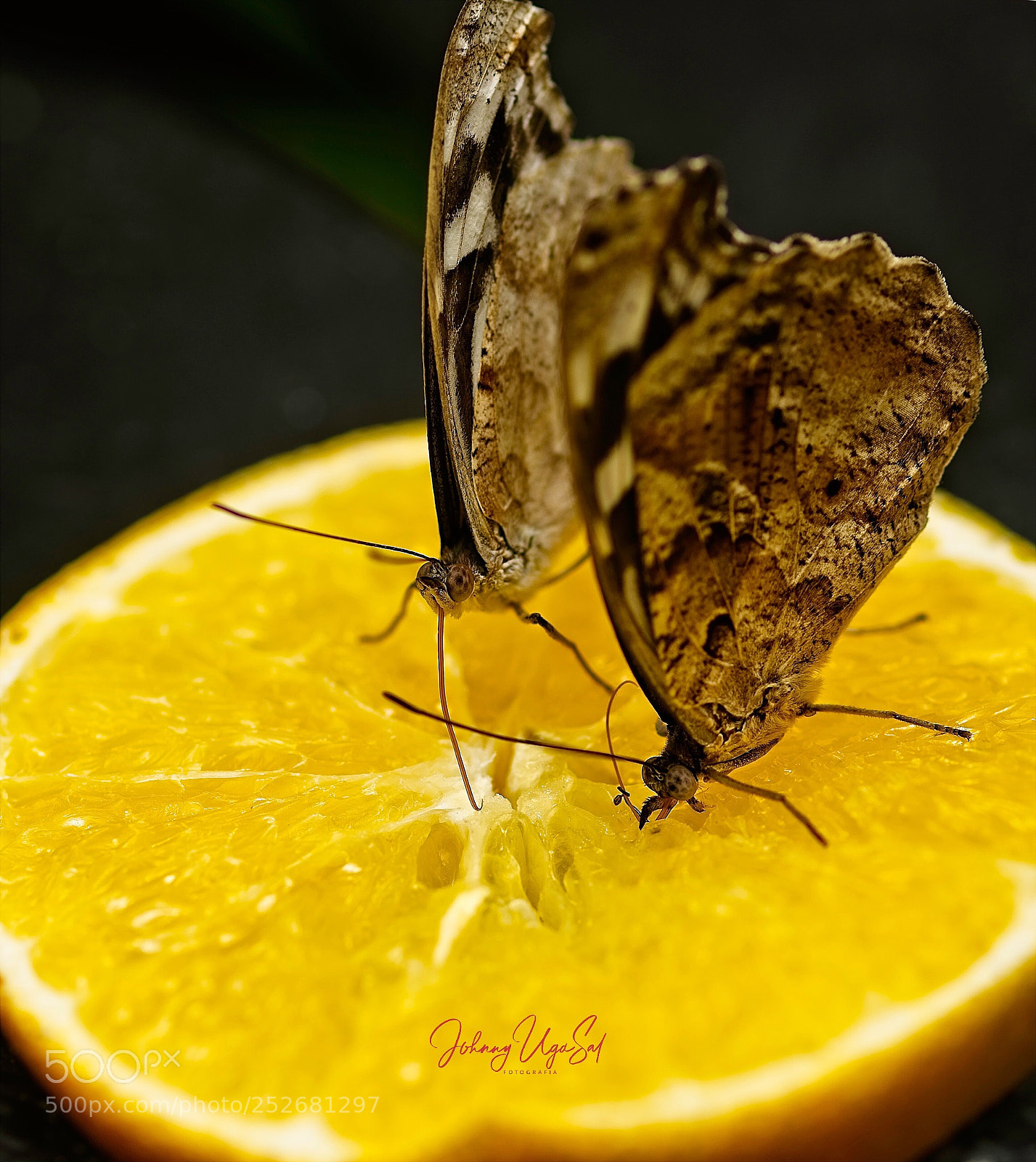 Sony a7R II sample photo. Mariposas. photography