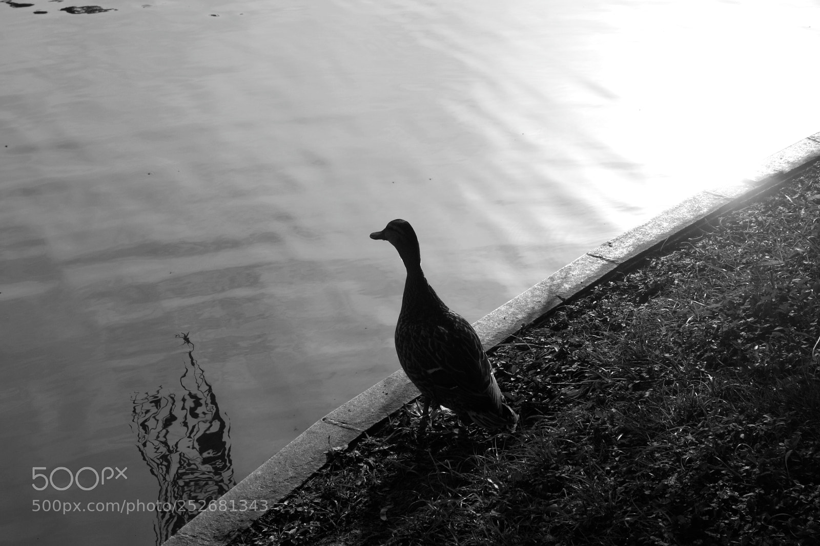 Canon EOS 1000D (EOS Digital Rebel XS / EOS Kiss F) sample photo. By the pond photography