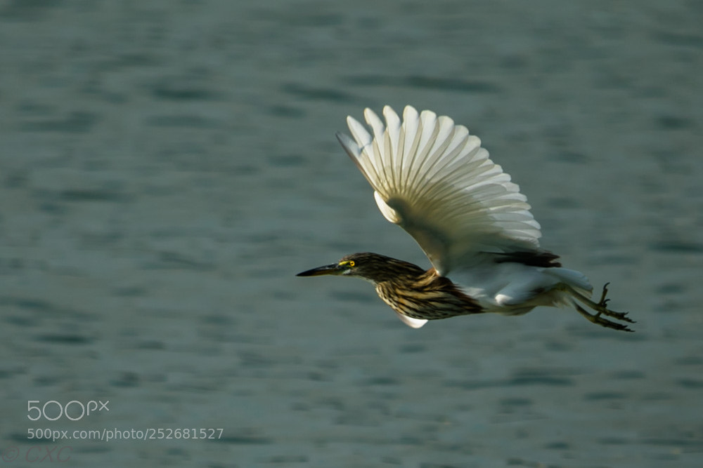 Canon EOS 5D Mark IV sample photo. Birds - 11 photography