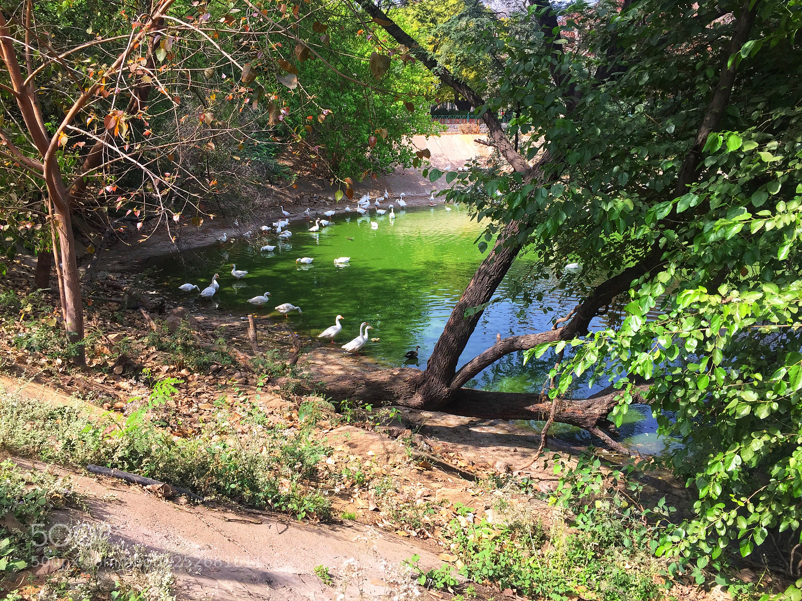 Apple iPhone 6 sample photo. Pond photography