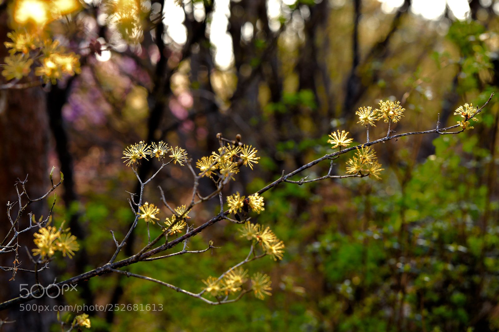 Canon EOS 5D Mark IV sample photo. Gold in forest photography