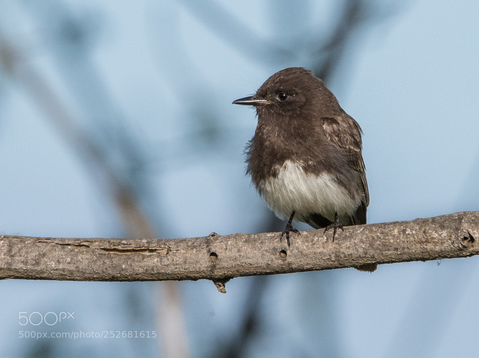 Nikon D810 sample photo. Black phoebe photography
