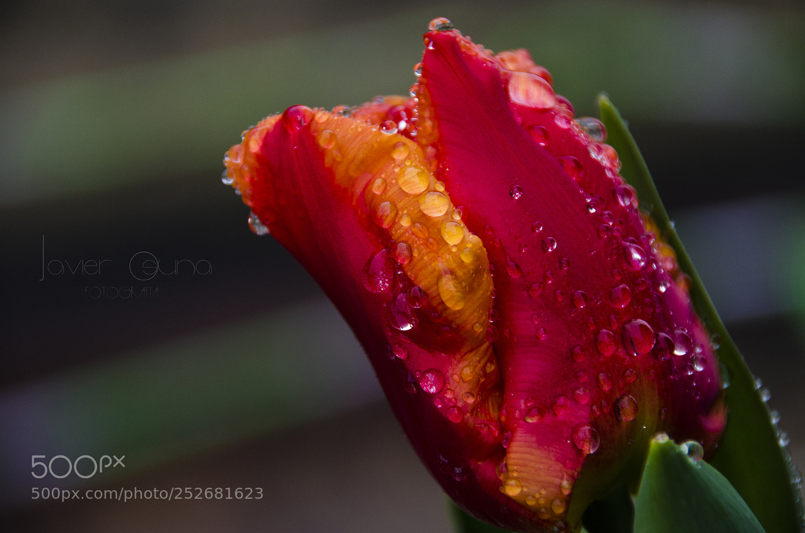 Nikon D5100 sample photo. Tulipán photography