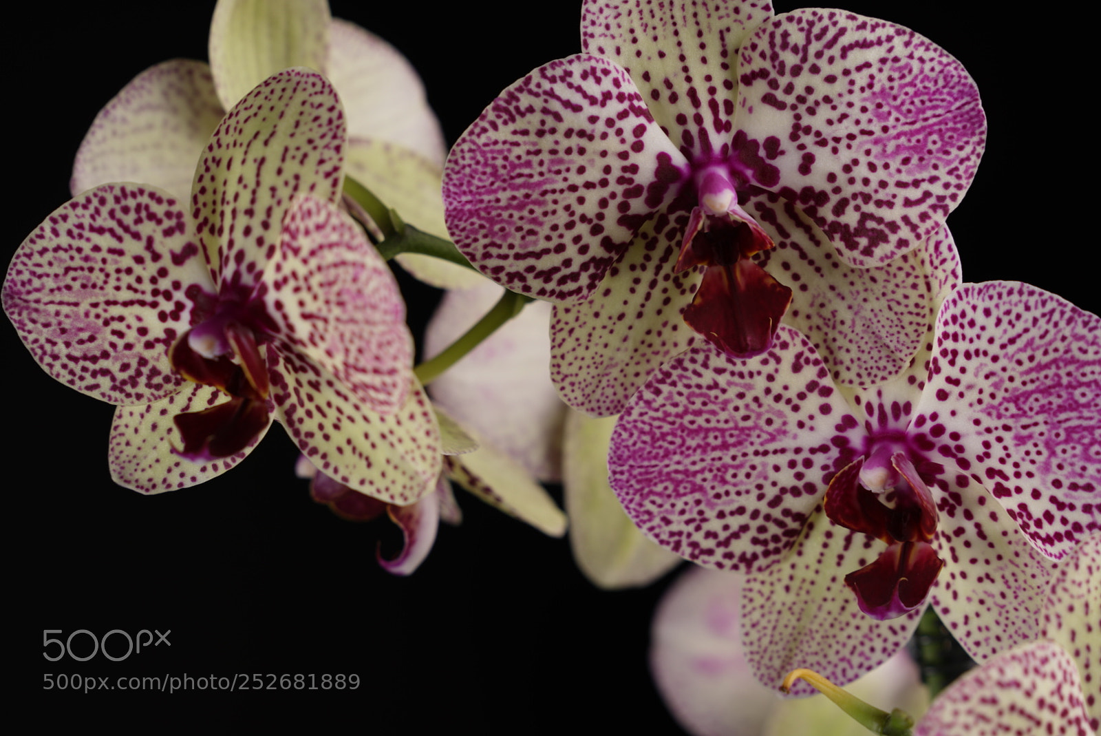 Sony a7R II sample photo. Orchid photography