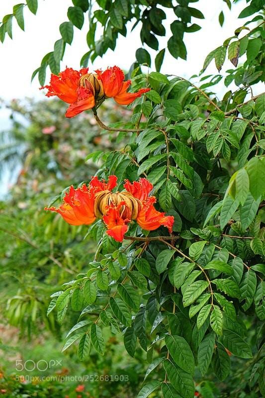 Fujifilm X-T10 sample photo. Belle nature  photography