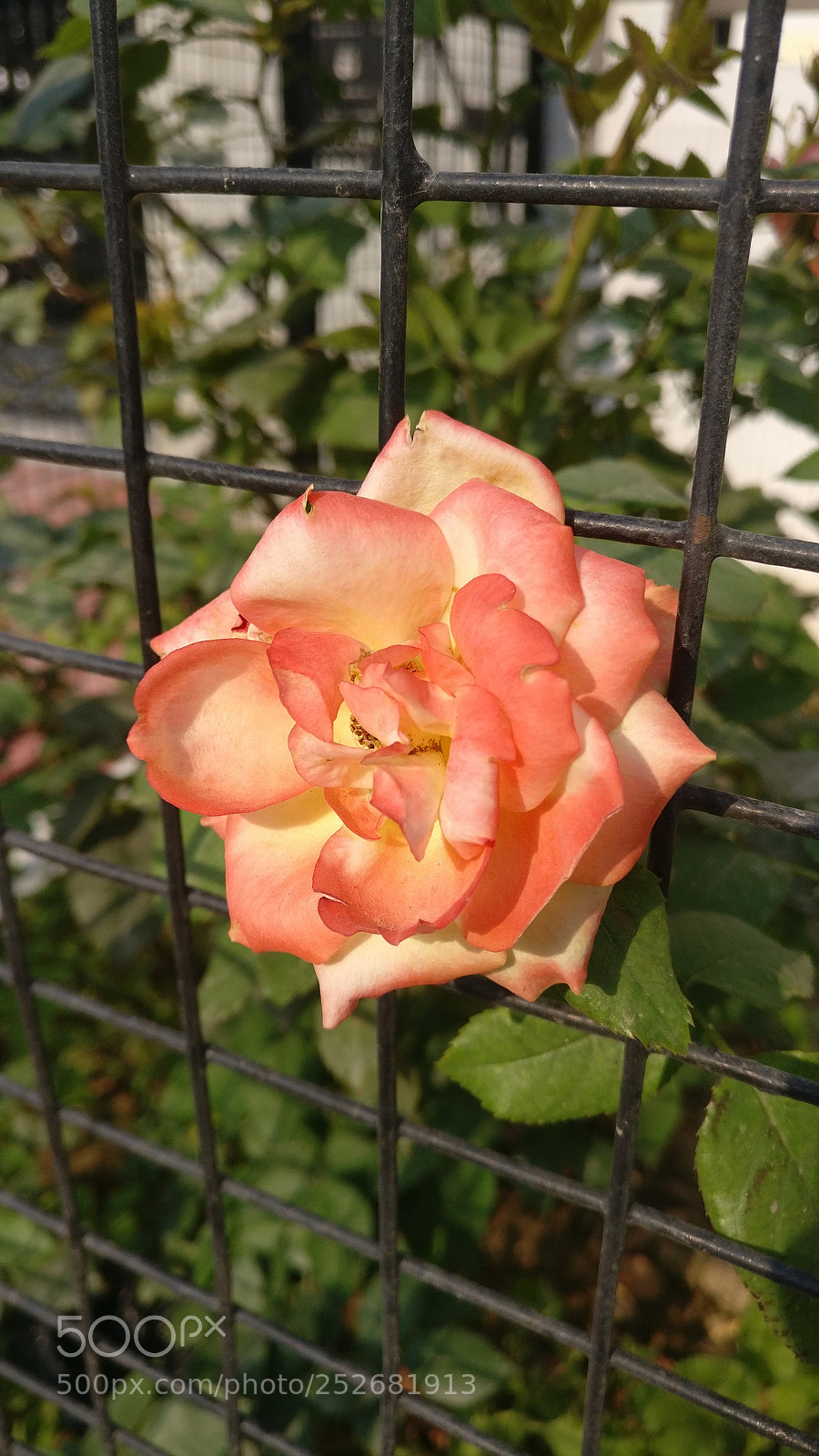 OnePlus A3003 sample photo. Orange rose photography