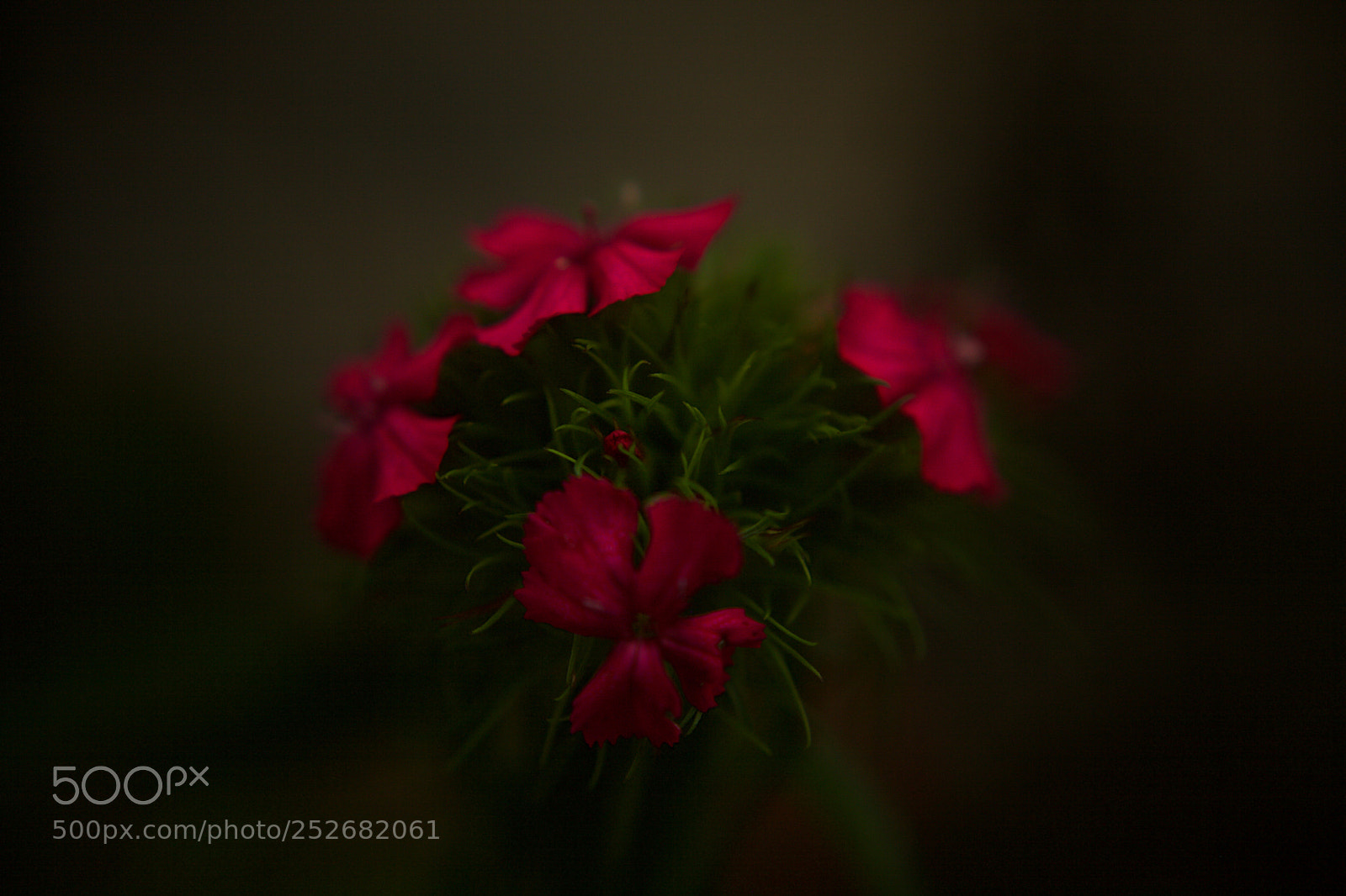 Canon EOS 5D Mark II sample photo. Peek a boo photography