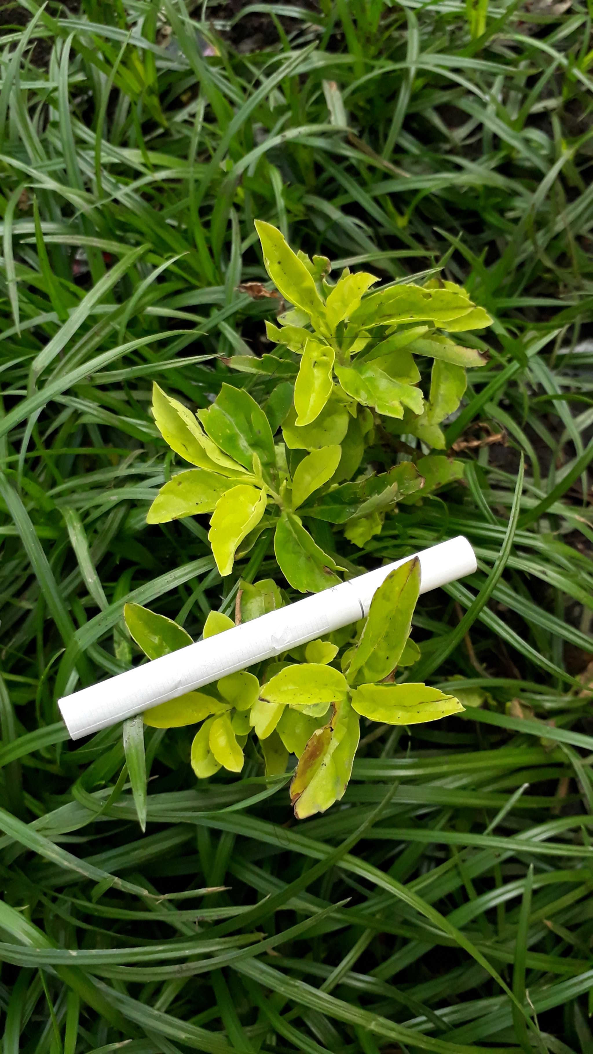 Samsung Galaxy J7 Prime sample photo. Minima #1 photography
