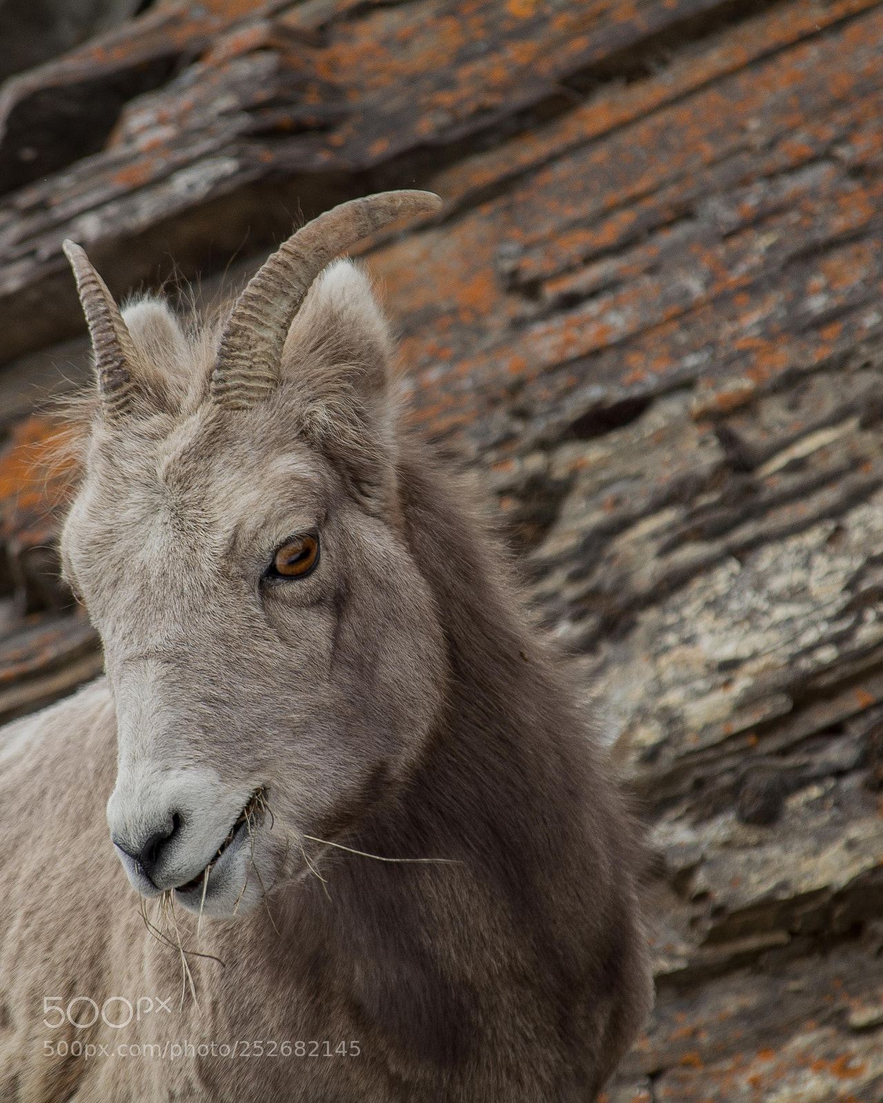 Nikon D5200 sample photo. Female mountain goat photography