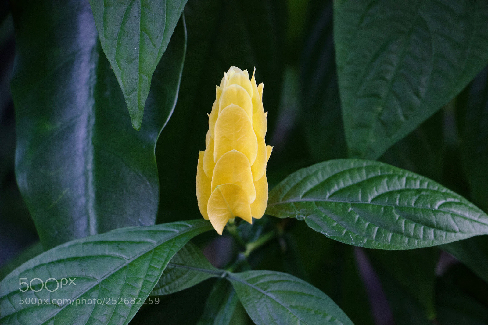 Canon EOS 600D (Rebel EOS T3i / EOS Kiss X5) sample photo. Flower like a flame photography