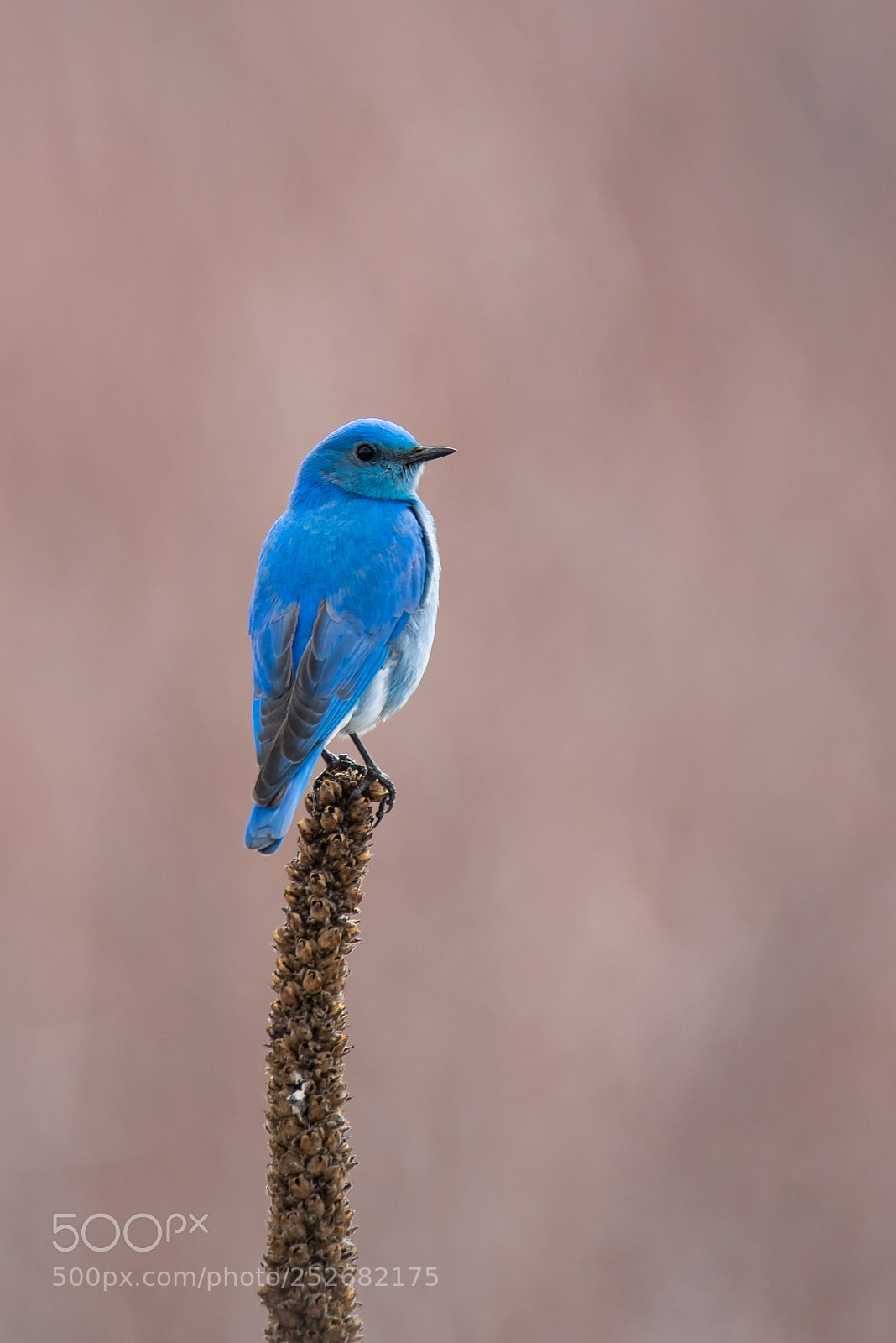 Nikon D810 sample photo. Blue bird photography