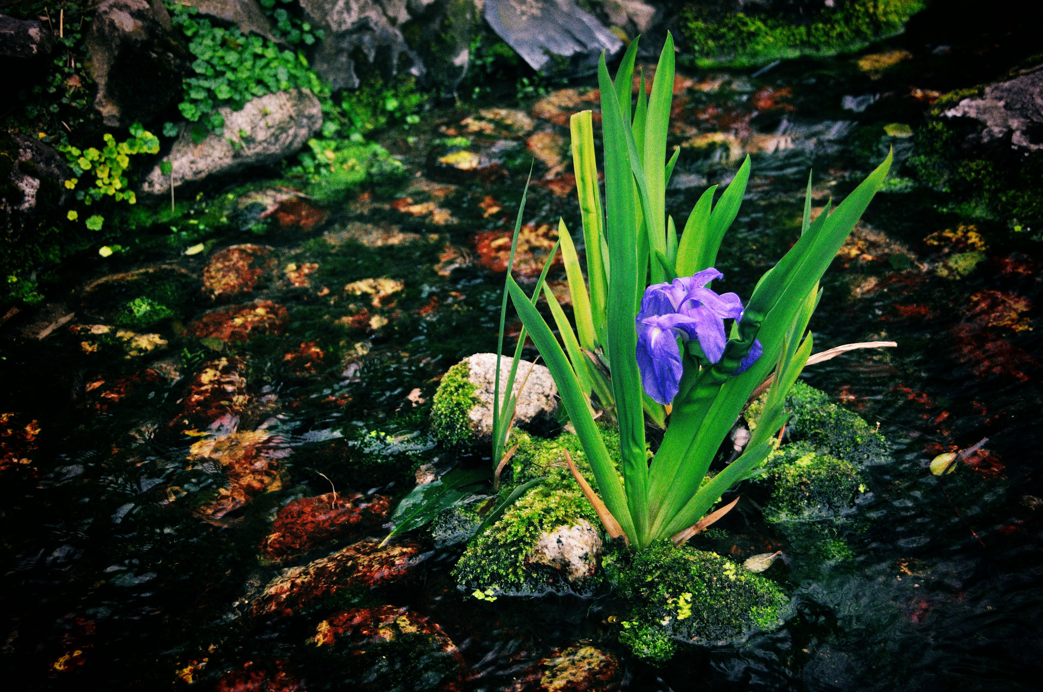 Nikon D90 sample photo. Iris laevigata photography