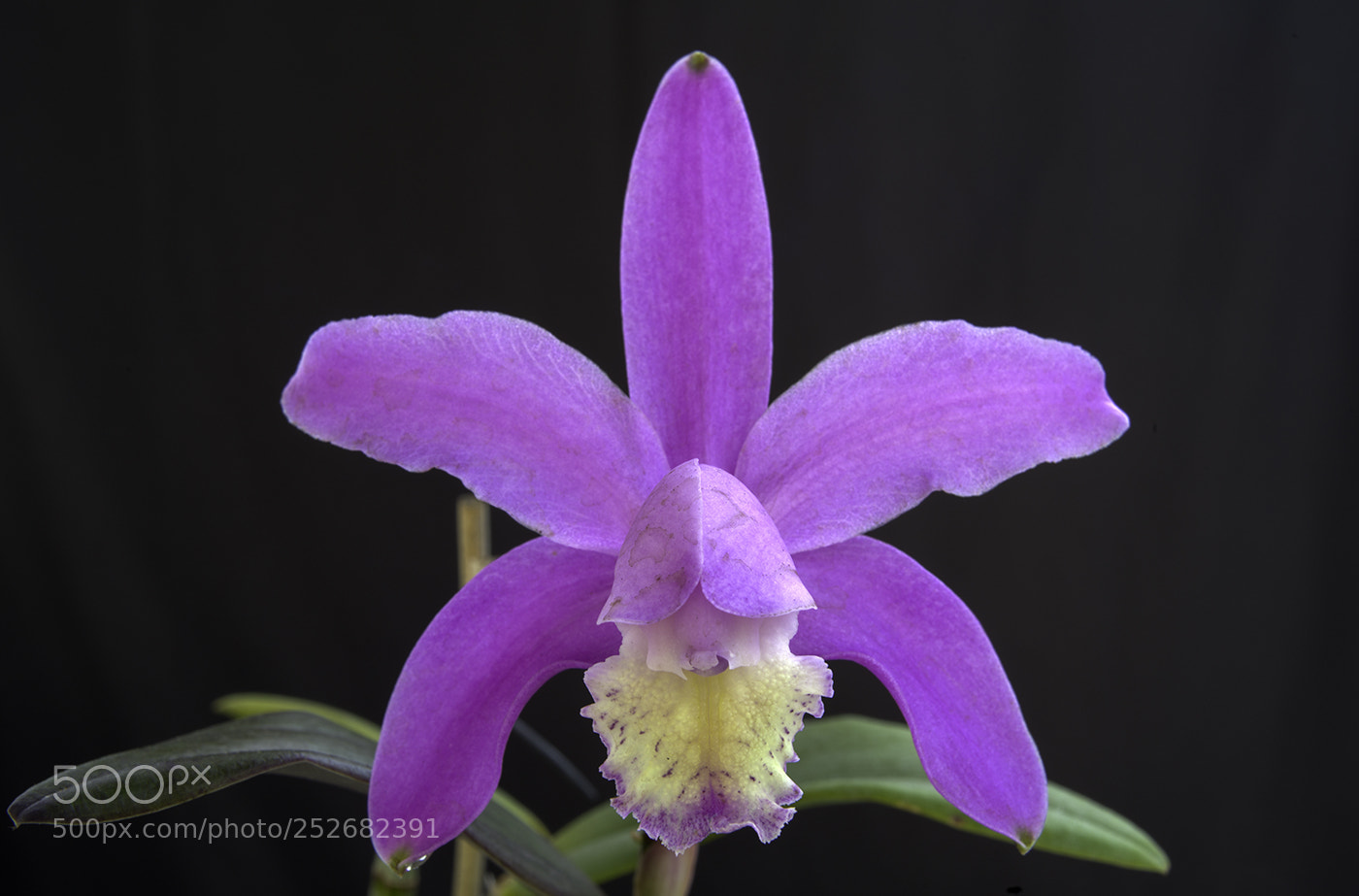 Pentax K-1 sample photo. Cattleya kerrii photography