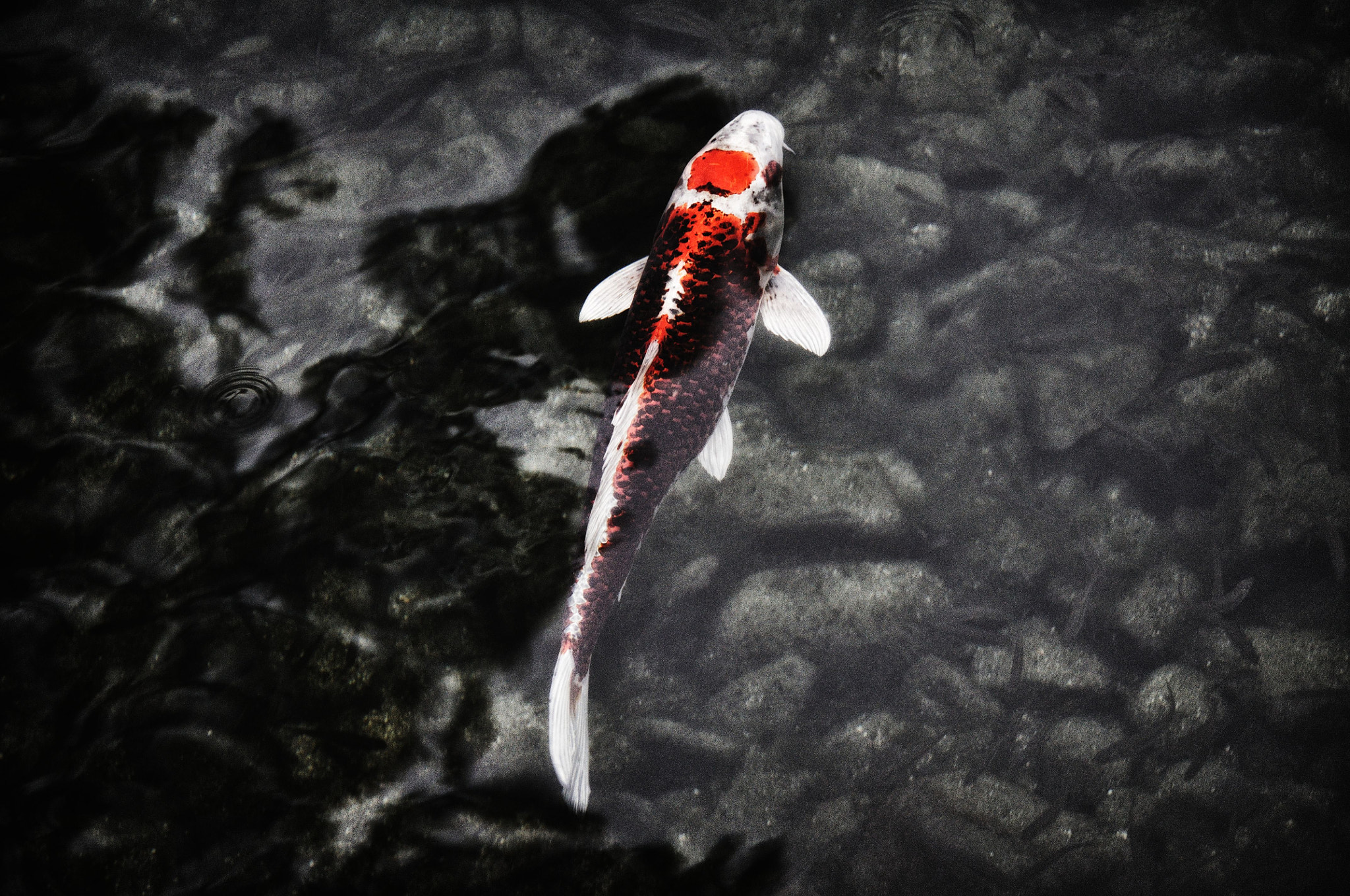 Nikon D90 sample photo. Nishiki koi photography