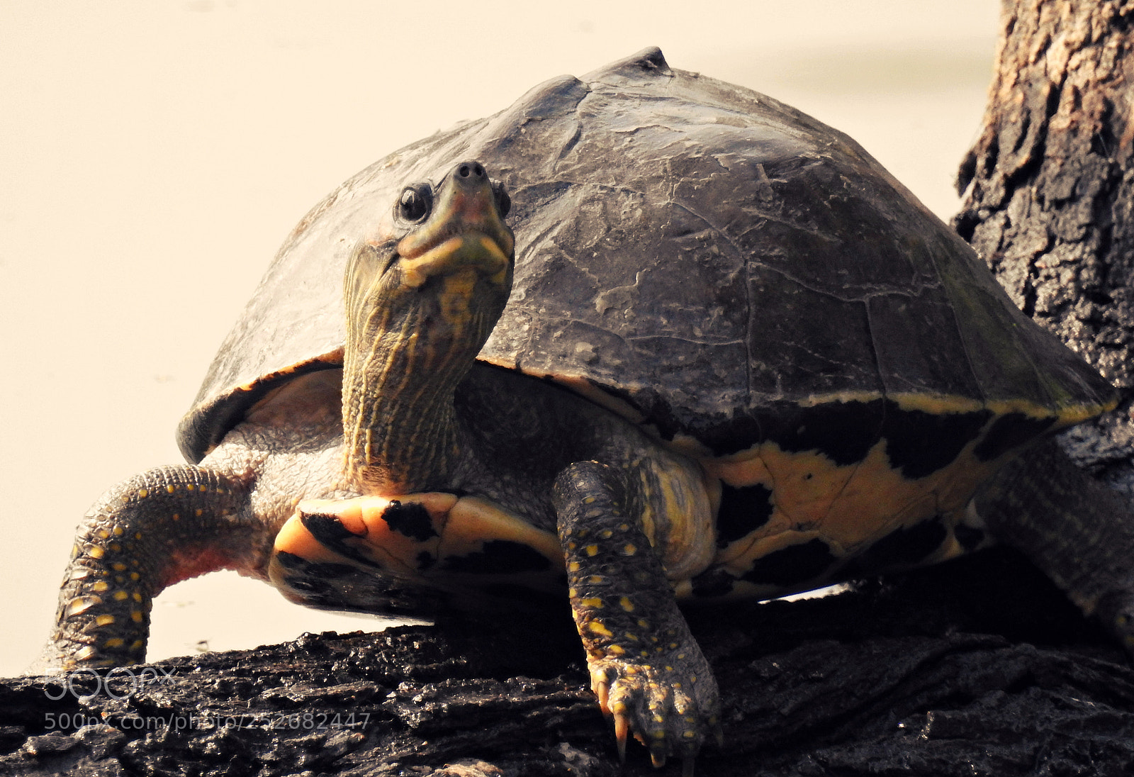 Nikon Coolpix P900 sample photo. Behold the tortoise photography