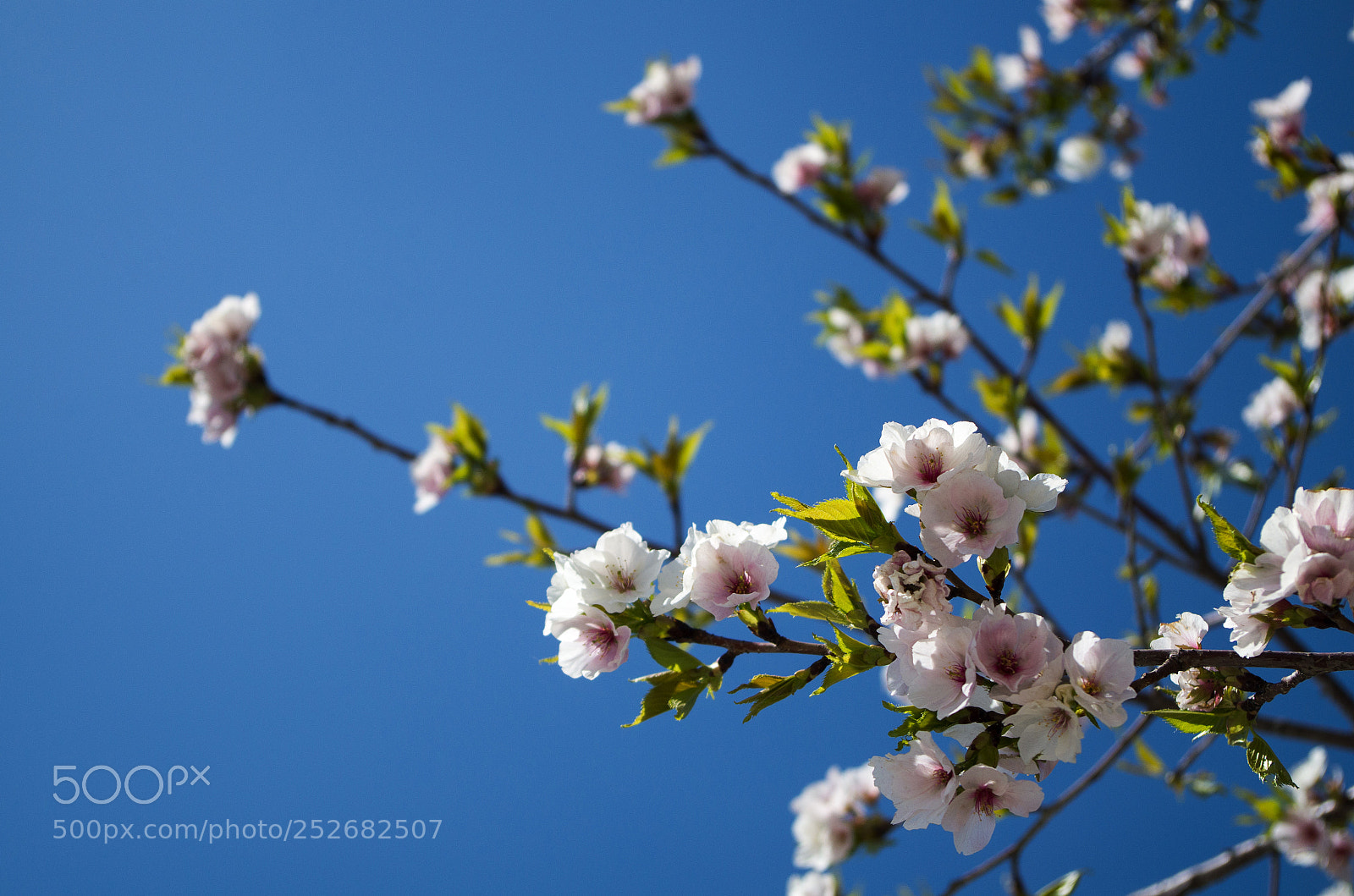 Pentax K-50 sample photo. Untitled photography