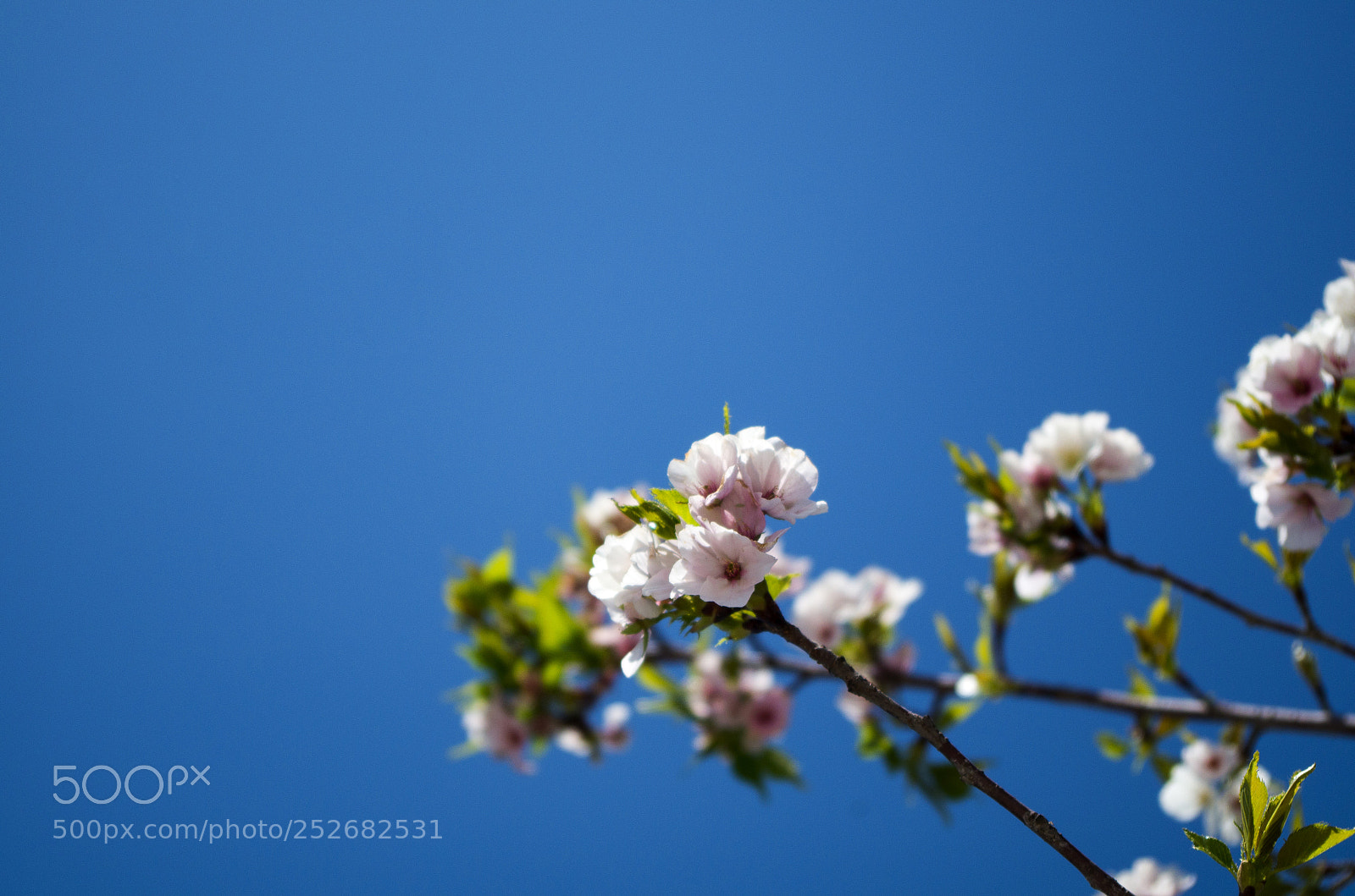 Pentax K-50 sample photo. Untitled photography