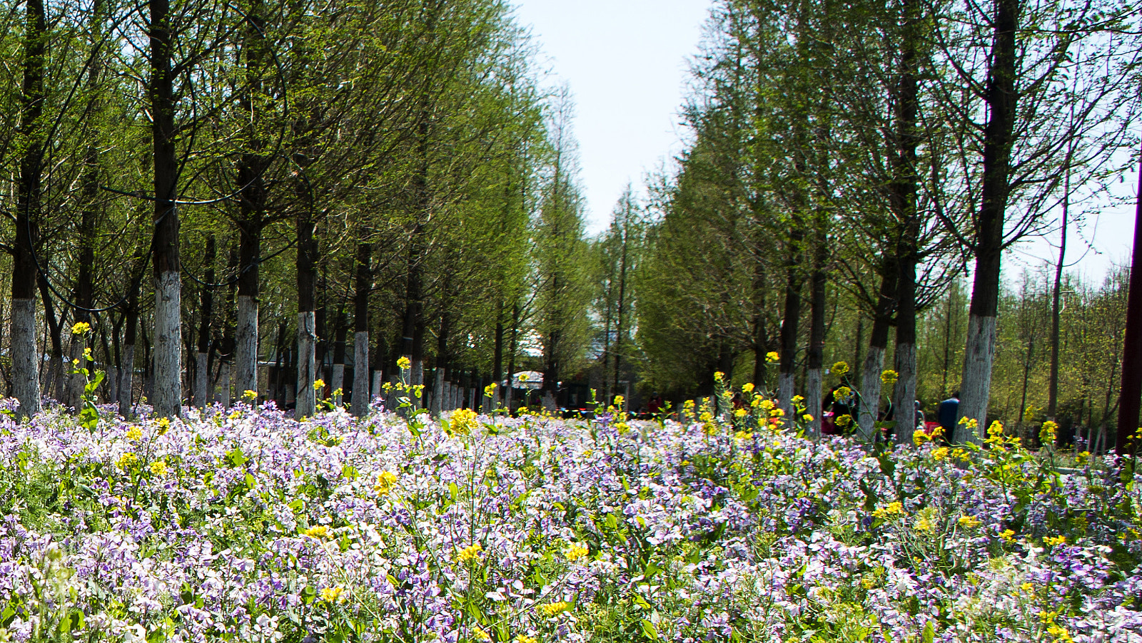 Pentax K-50 sample photo. Untitled photography