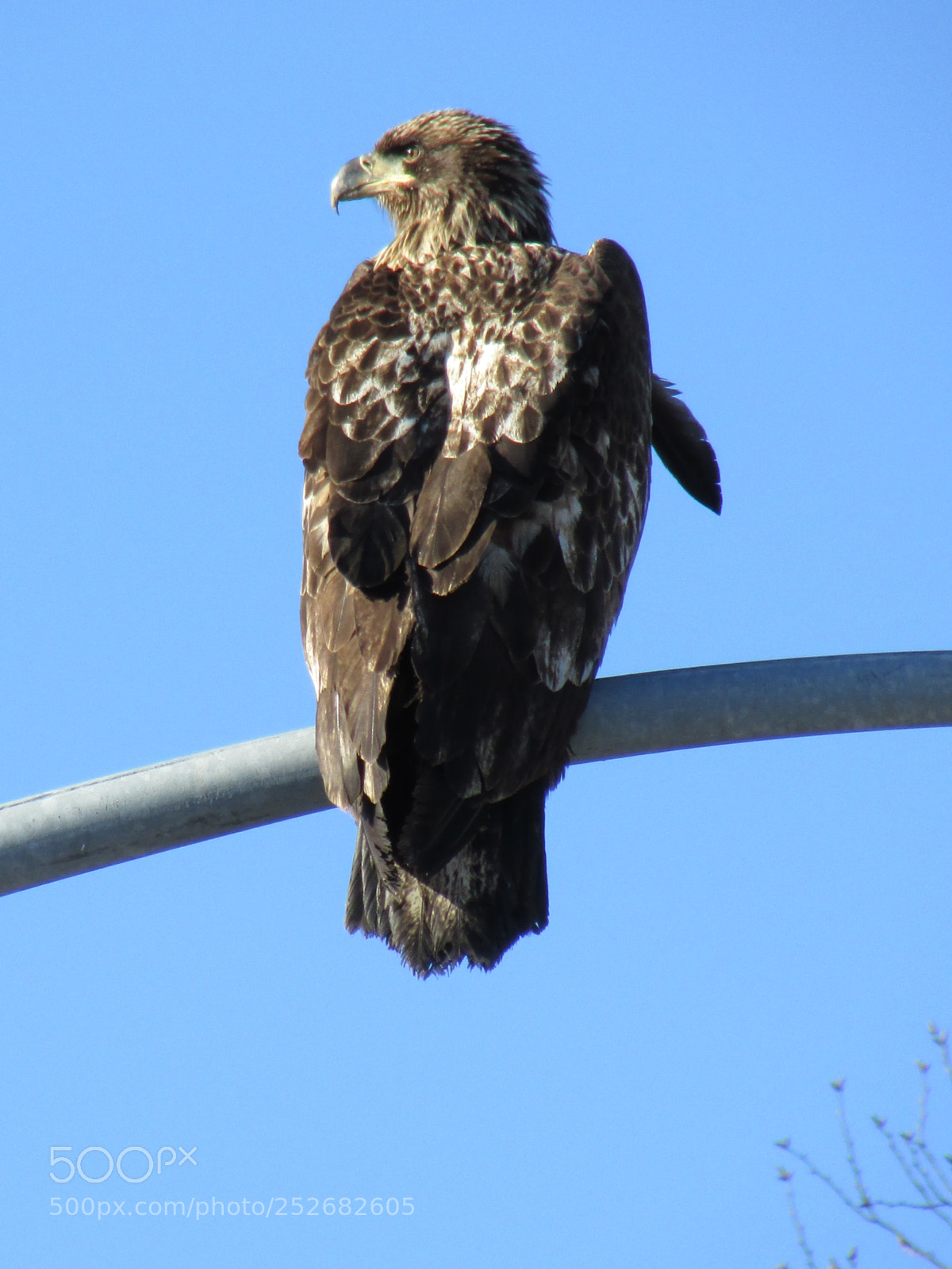 Canon PowerShot SX500 IS sample photo. Young eagle photography