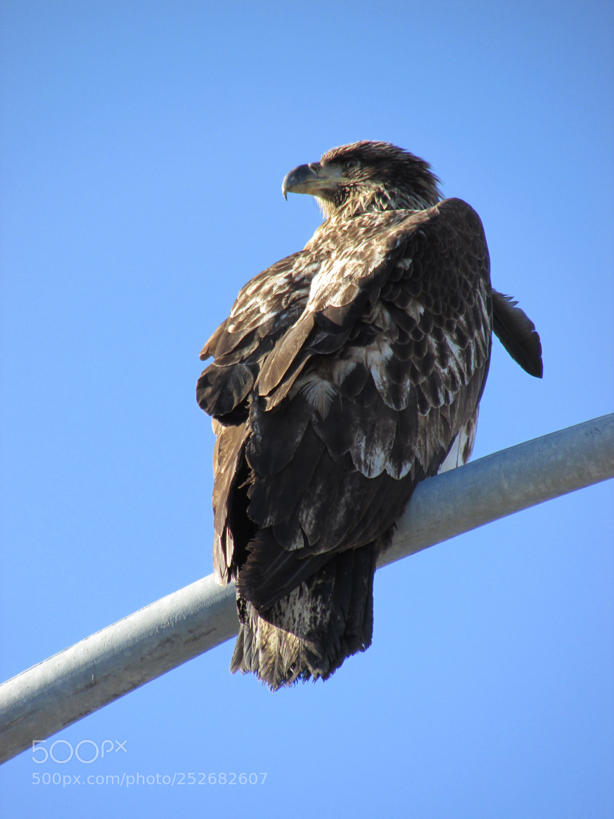 Canon PowerShot SX500 IS sample photo. Young eagle photography
