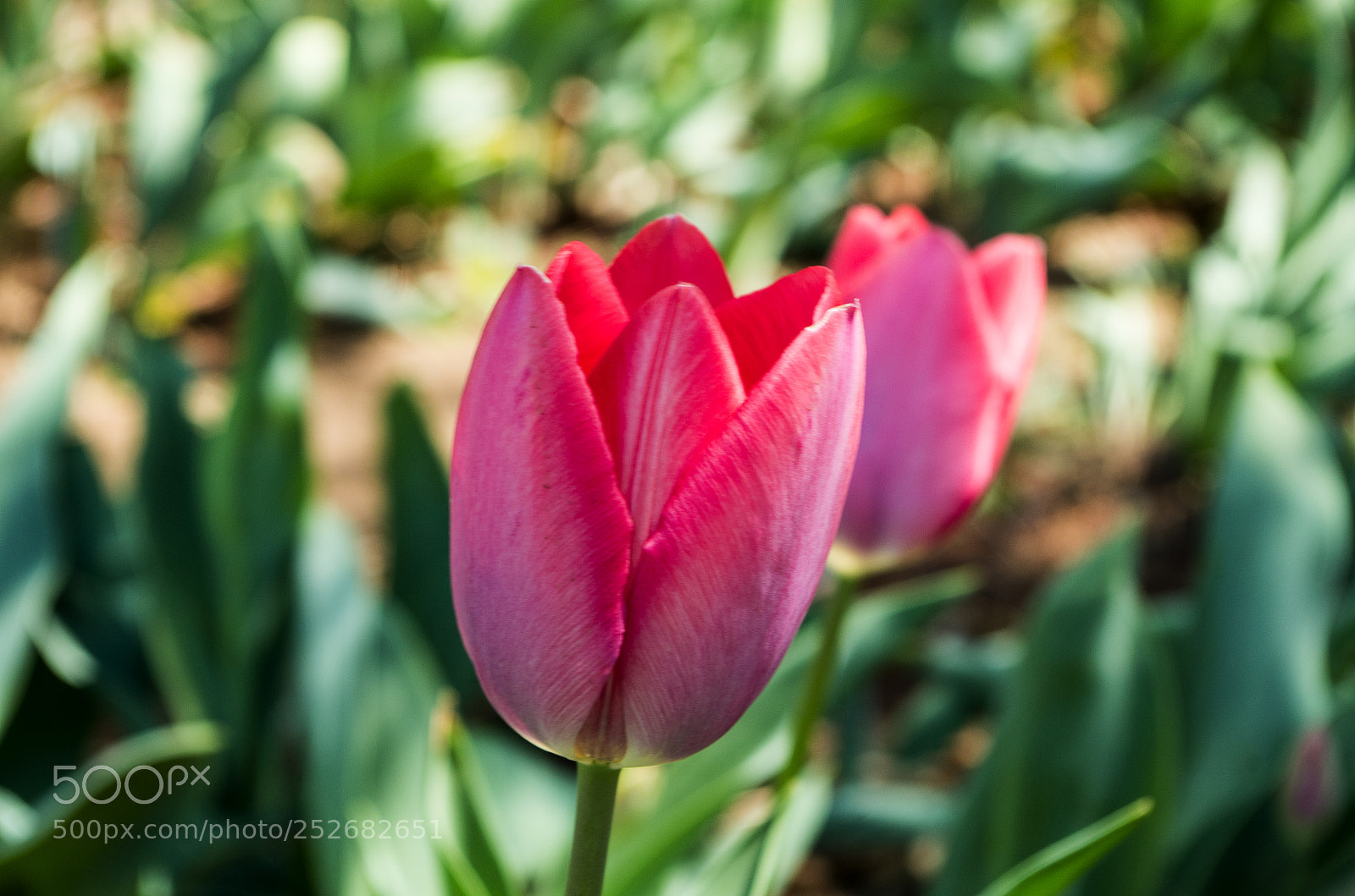 Pentax K-50 sample photo. Untitled photography