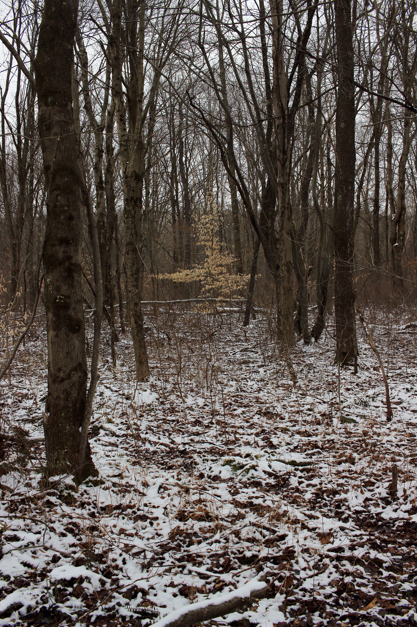 Canon EF-S 24mm F2.8 STM sample photo. Img photography