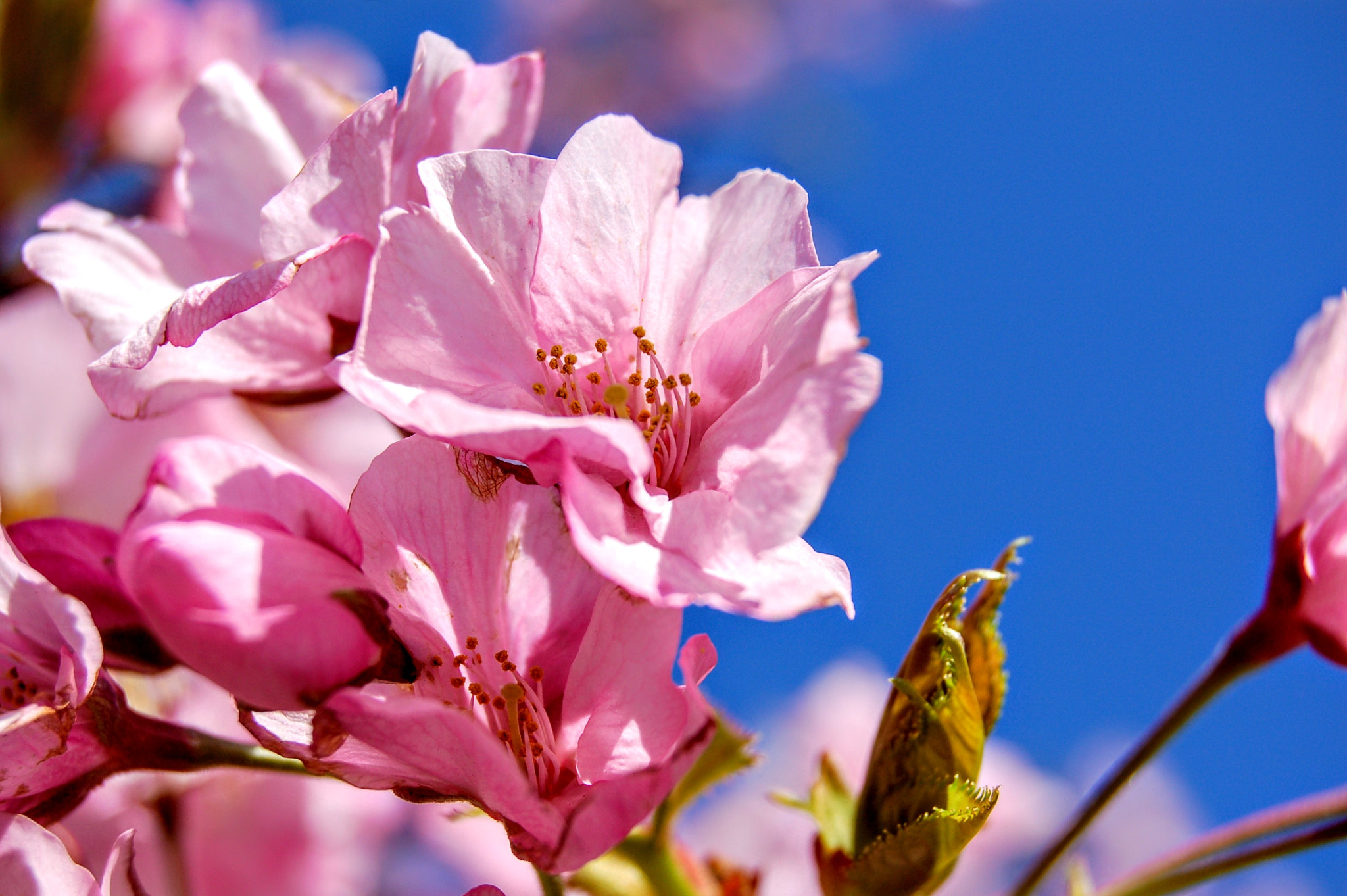 Nikon D50 sample photo. Cherry blossom photography