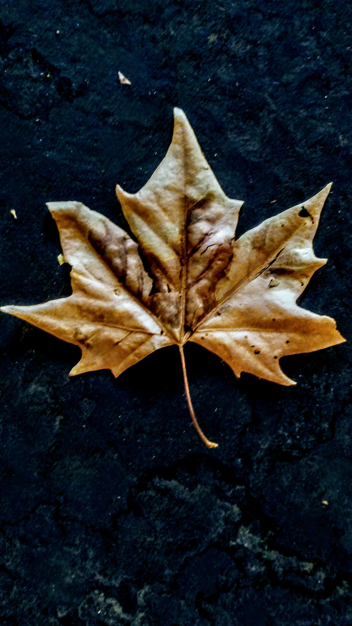 LG K7 sample photo. Isolated leaf photography