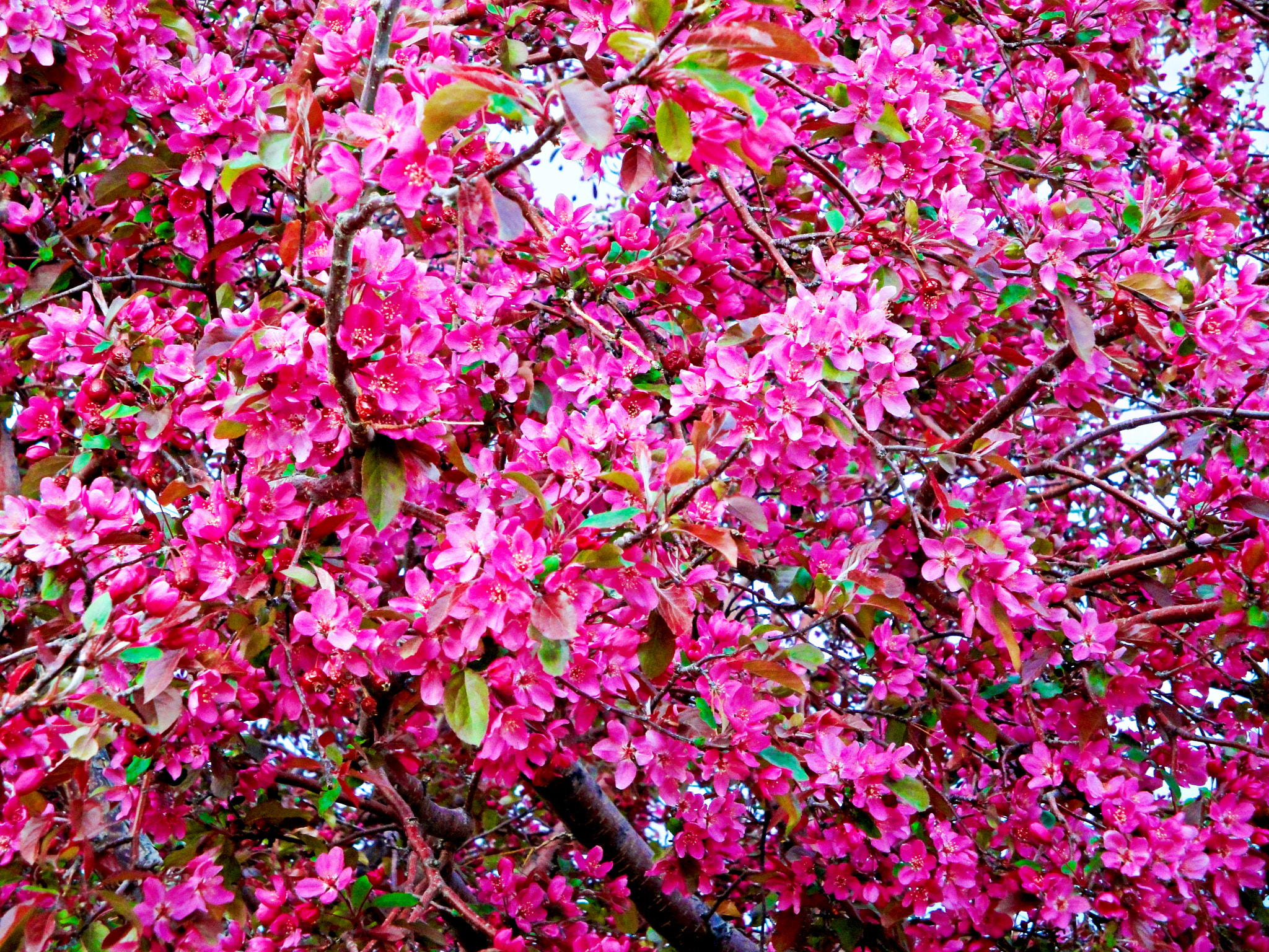Sony Cyber-shot DSC-W290 sample photo. Estes park crab apple blossoms photography