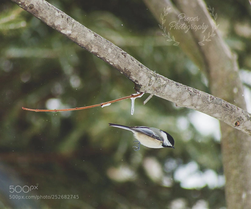 Canon EOS 5D Mark II sample photo. Signs of spring photography