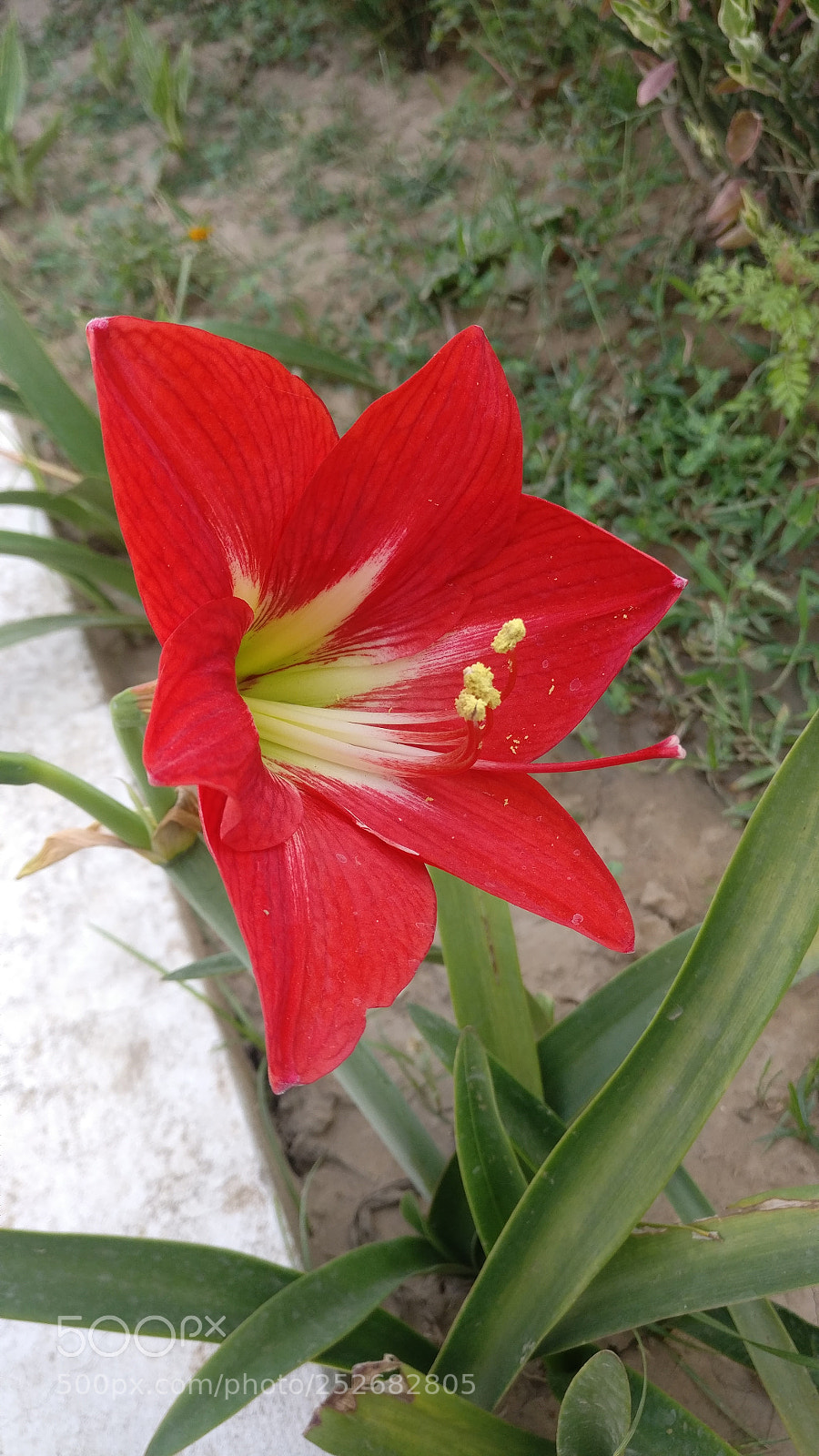 OnePlus A3003 sample photo. Amirilis lilly photography