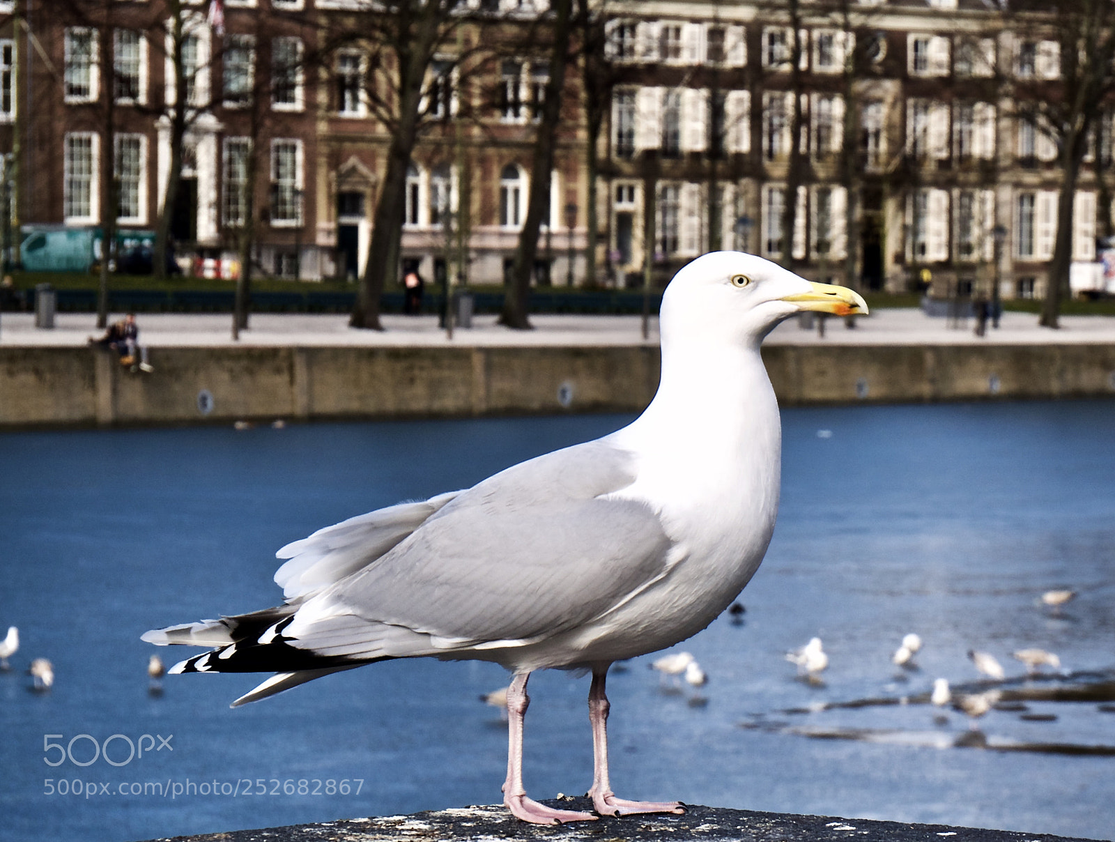Panasonic Lumix DMC-G85 (Lumix DMC-G80) sample photo. Stately stance photography