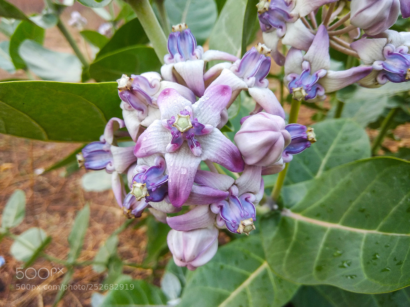 Xiaomi Redmi Note 4 sample photo. Flower photography