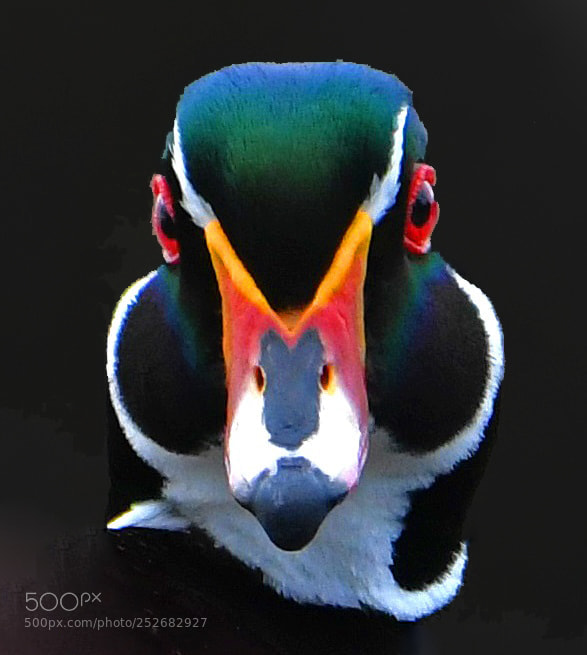 Nikon D500 sample photo. Wood duck photography