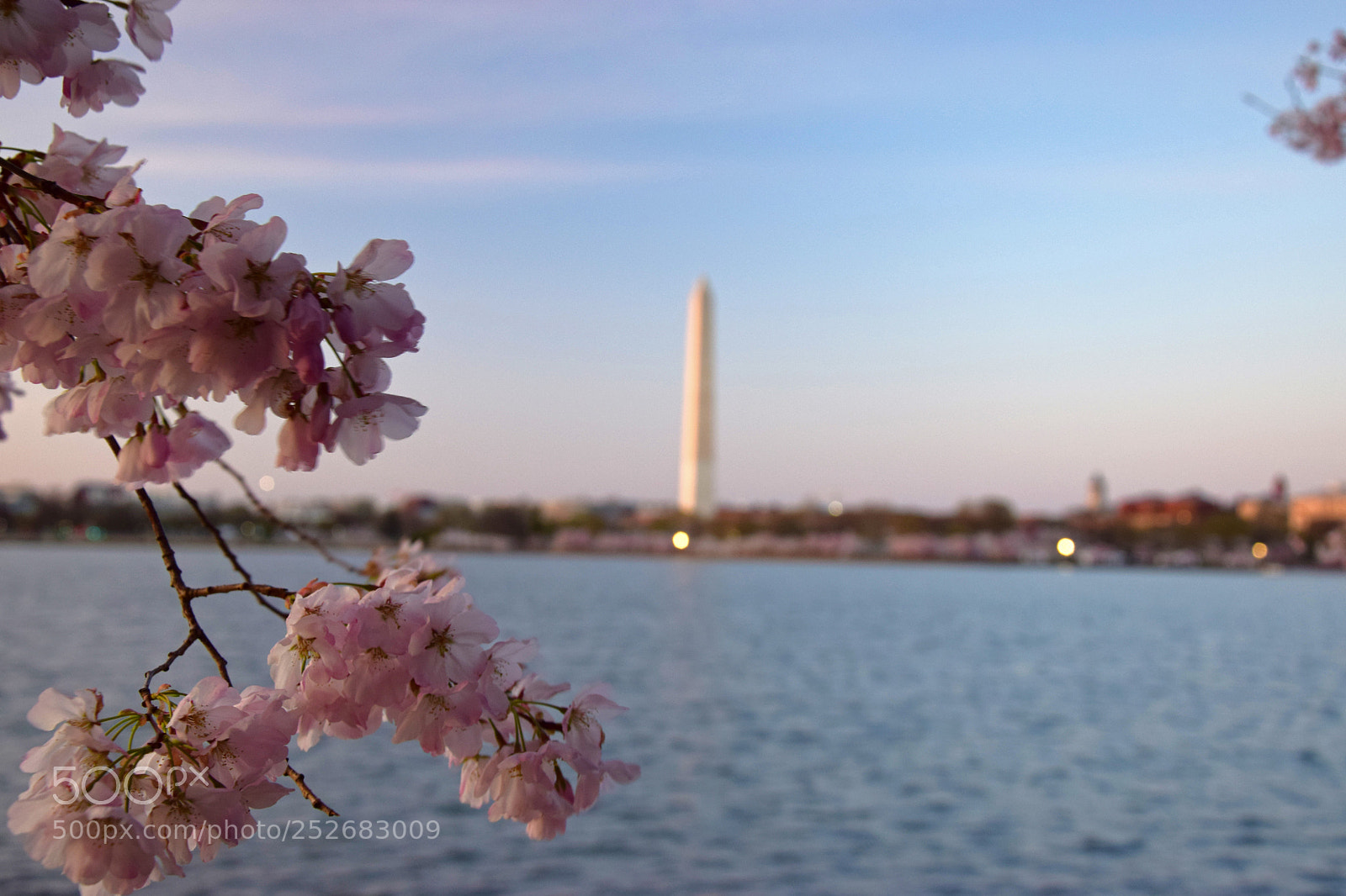 Nikon D5300 sample photo. Cherry blossoms photography